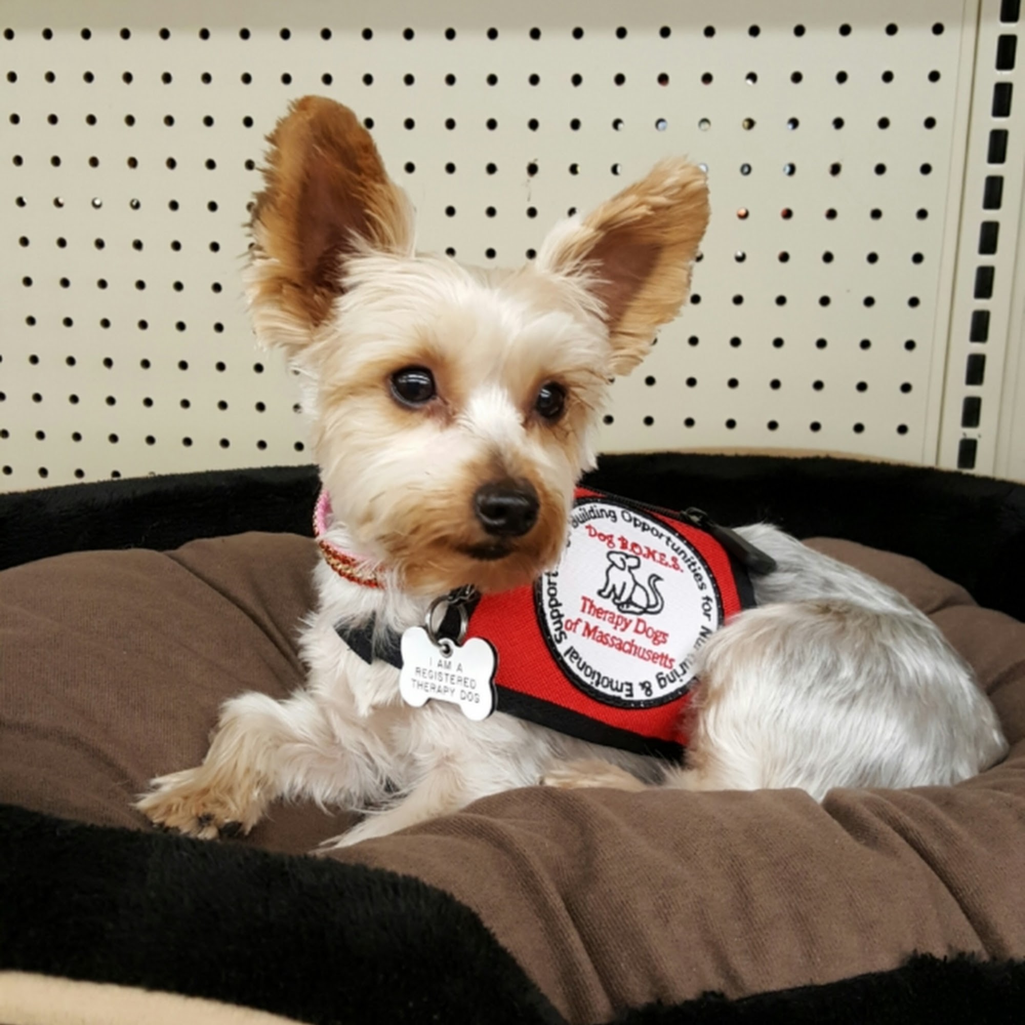 Stoneham Animal Hospital Inc Stoneham