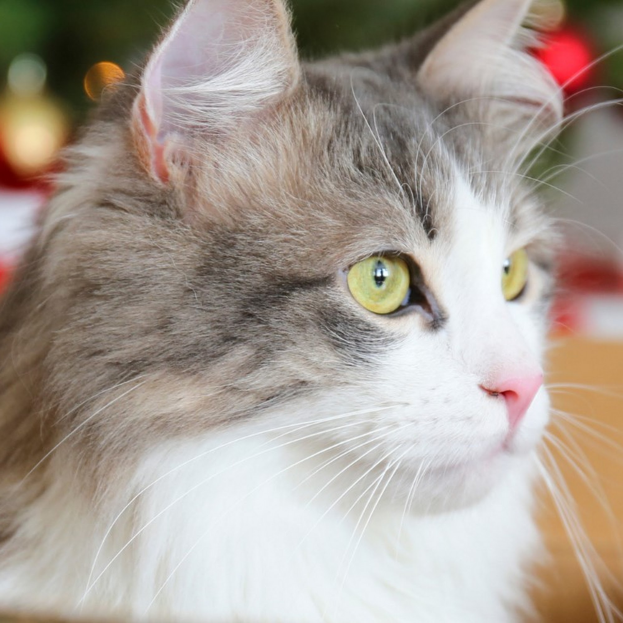 Central Animal Hospital of Stoneham Stoneham