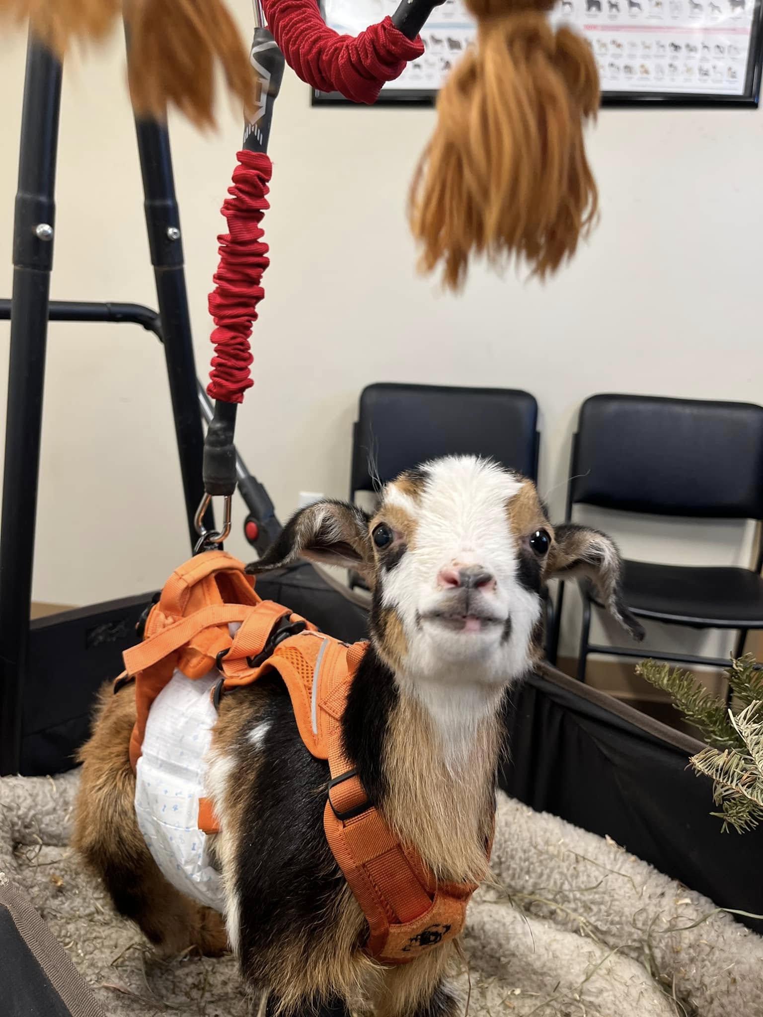 Animotion Animal Rehabilitation Stoughton
