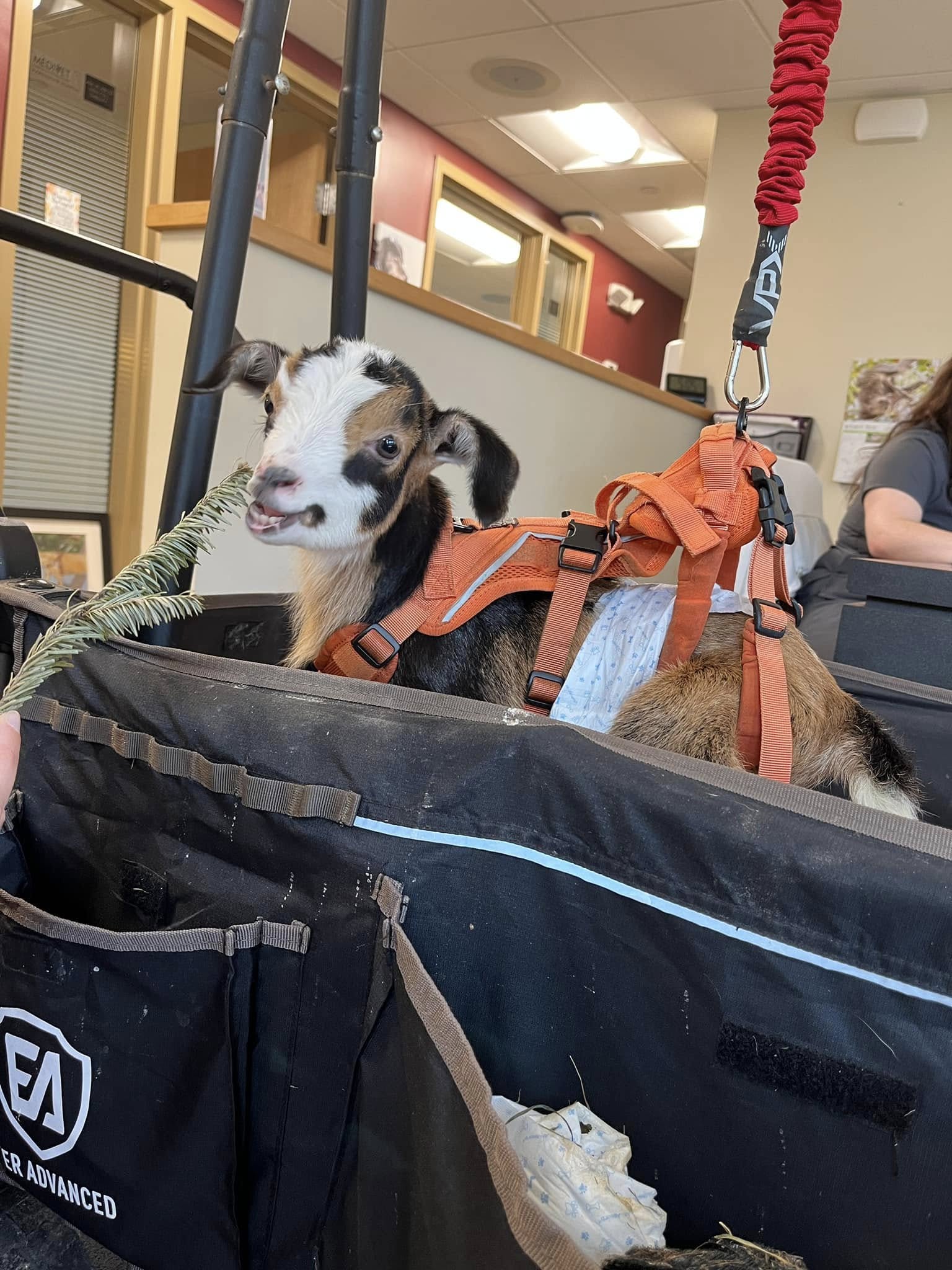 Animotion Animal Rehabilitation Stoughton