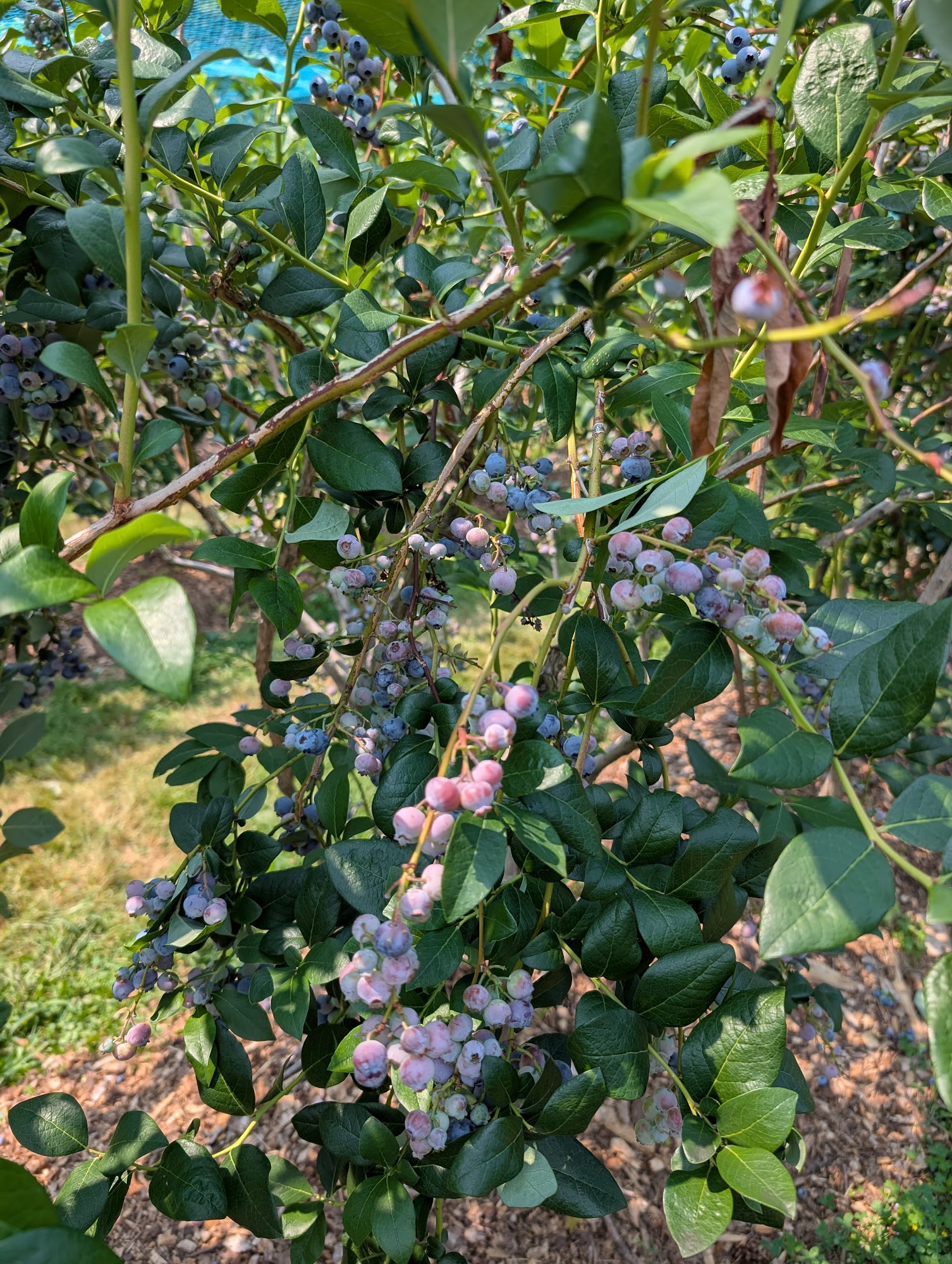 Honey Pot Hill Orchards Menu