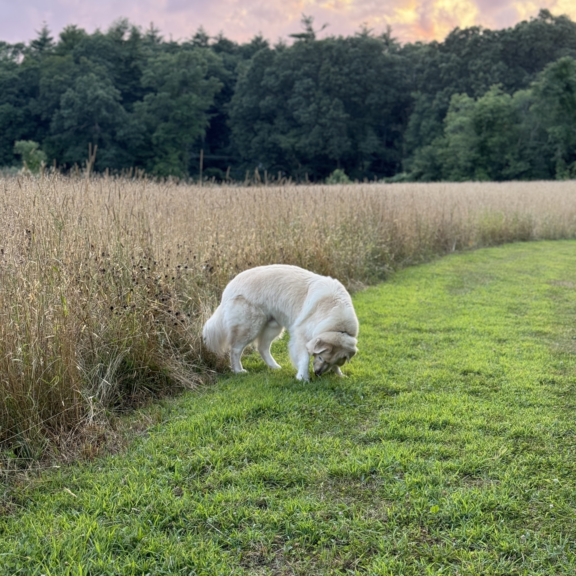 Littlefield Animal Care Pet Sitting Stow