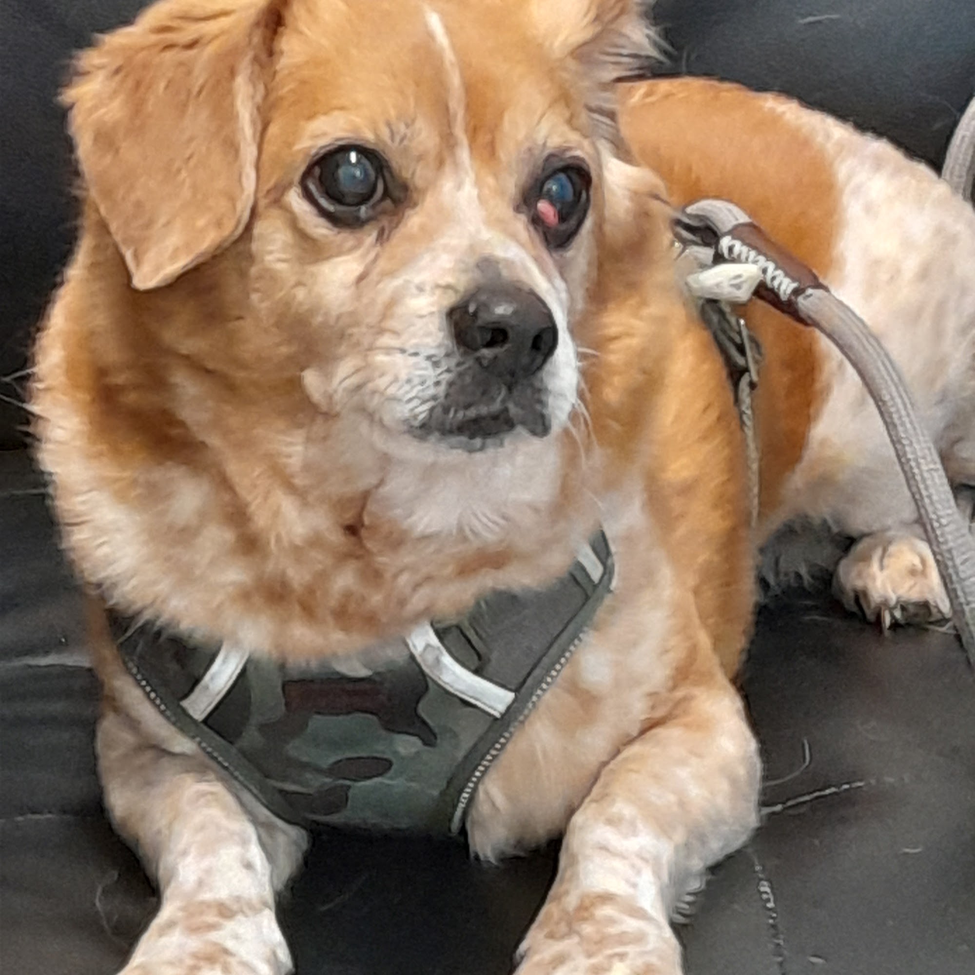 Sturbridge Veterinary Hospital Sturbridge