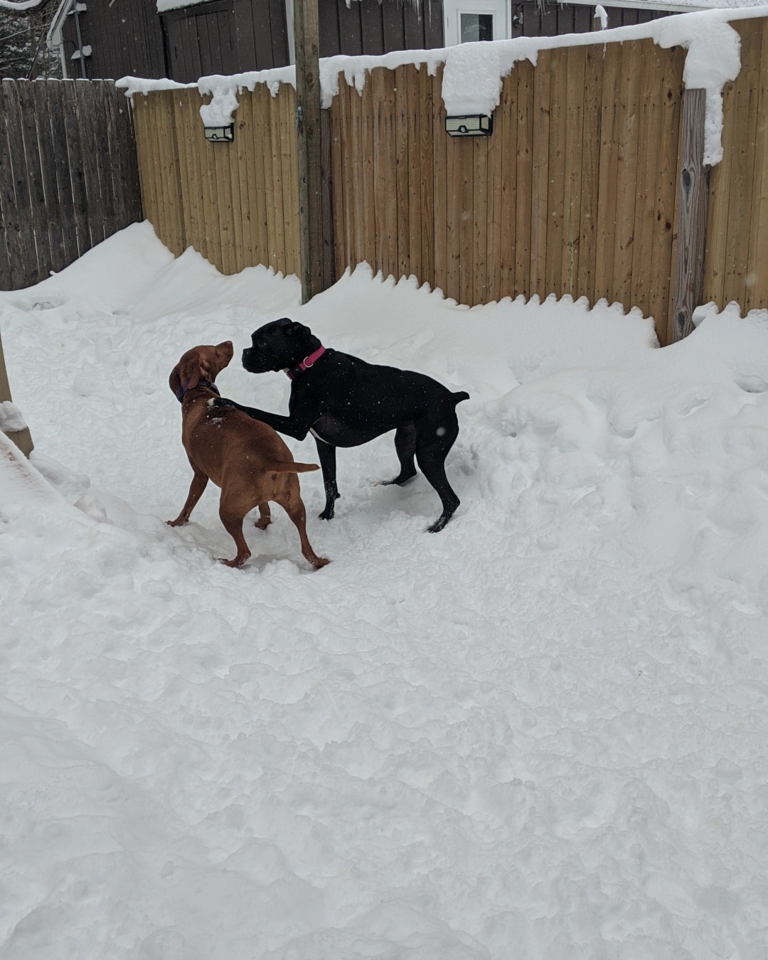 Paw Plaza Sturbridge