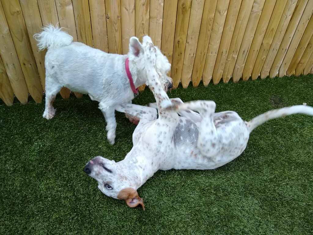 Paw Plaza Sturbridge