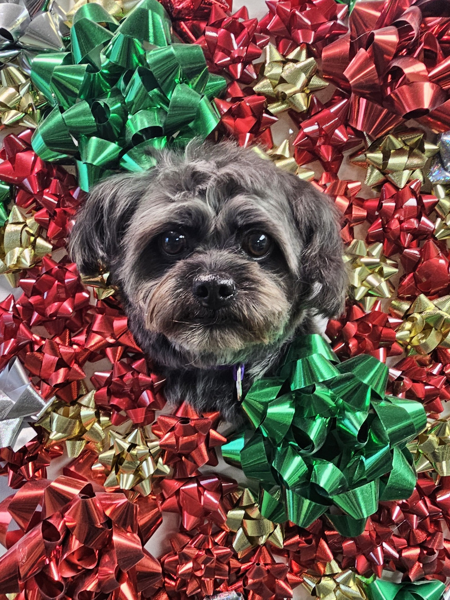 Creature Features Sturbridge