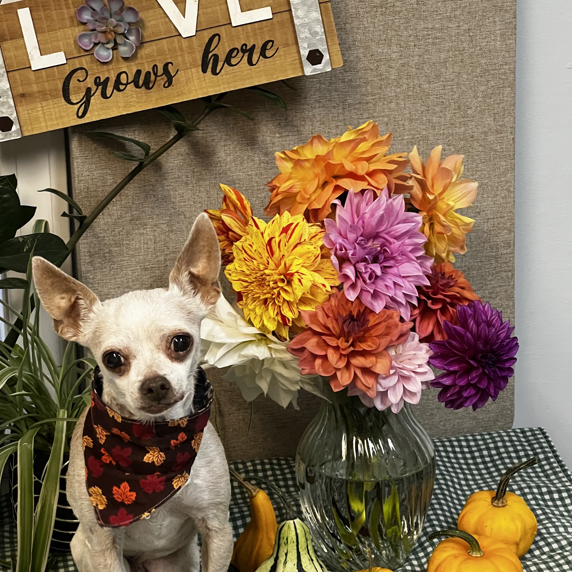 Veterinary Specialty Center of Sturbridge Sturbridge