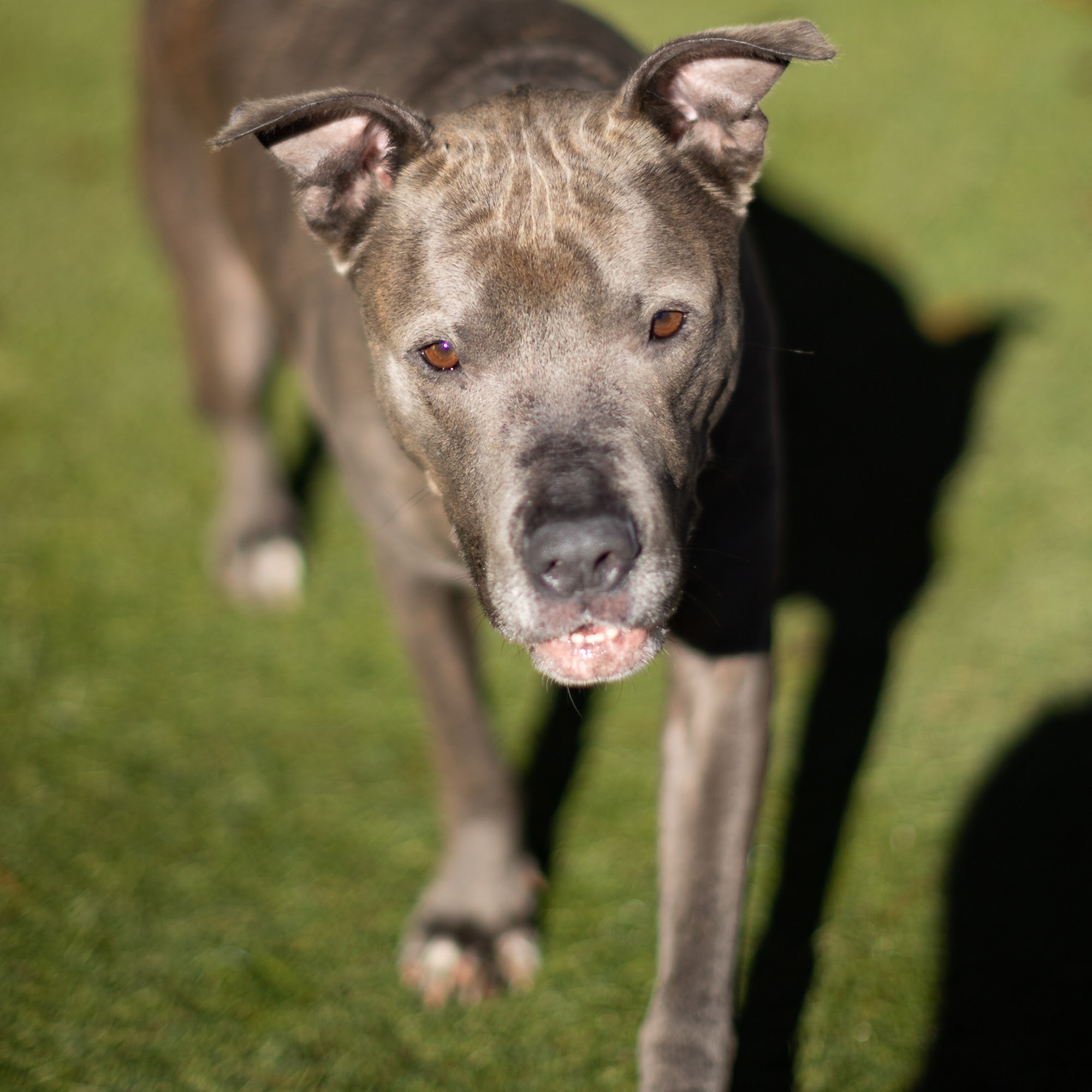 Buddy Dog Humane Society Inc Sudbury