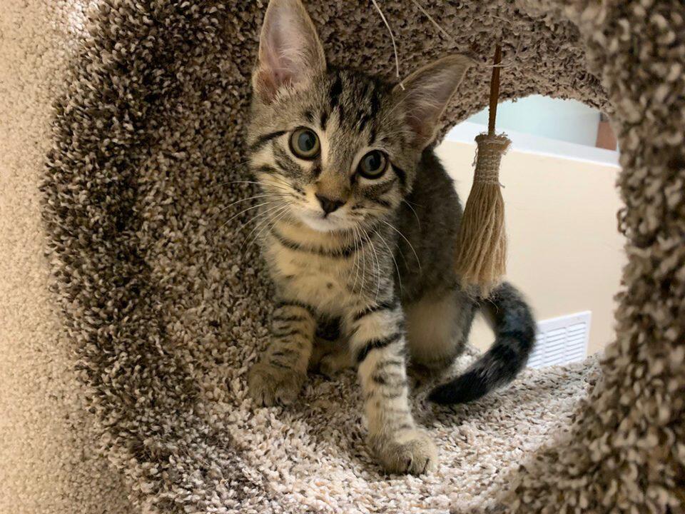 Best Friends Pet Hotel Sudbury