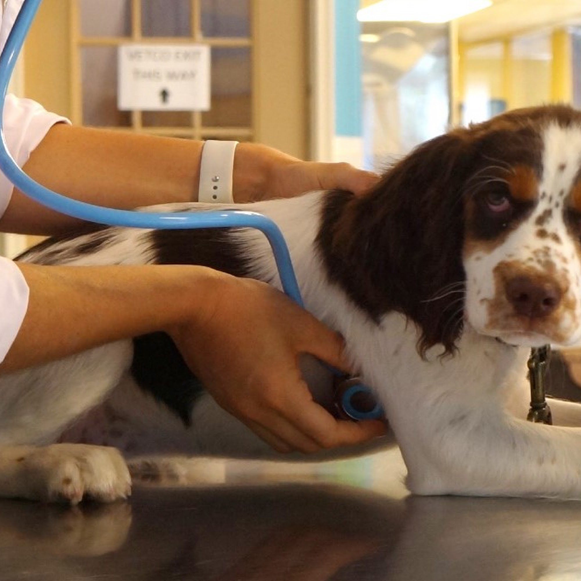 Best Friends Pet Hotel Sudbury