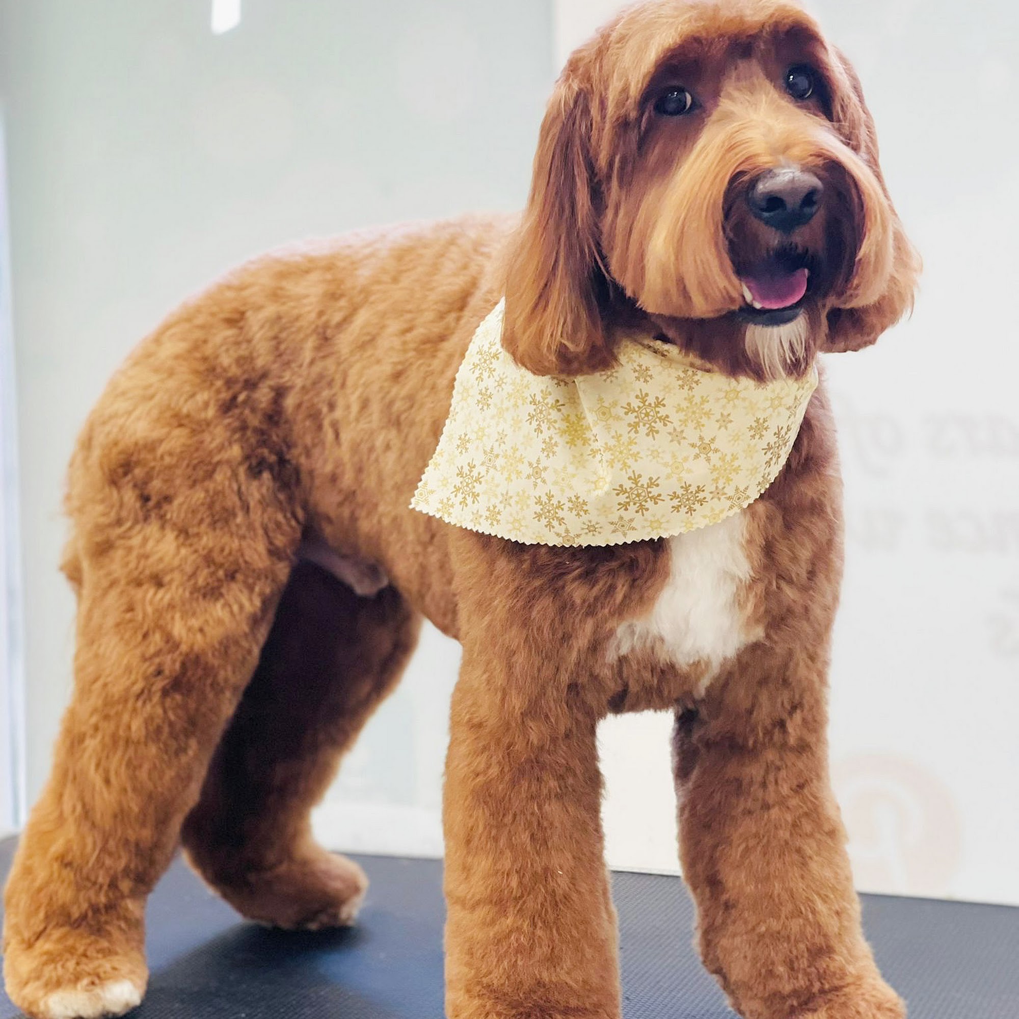 PinkDog Grooming & Spa Sudbury Sudbury