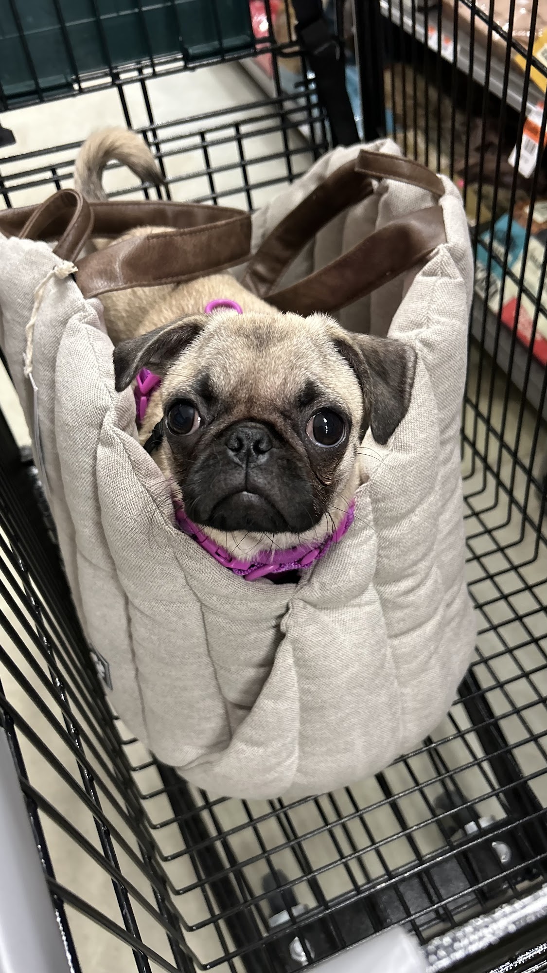 Pet Supplies Plus Sudbury Sudbury