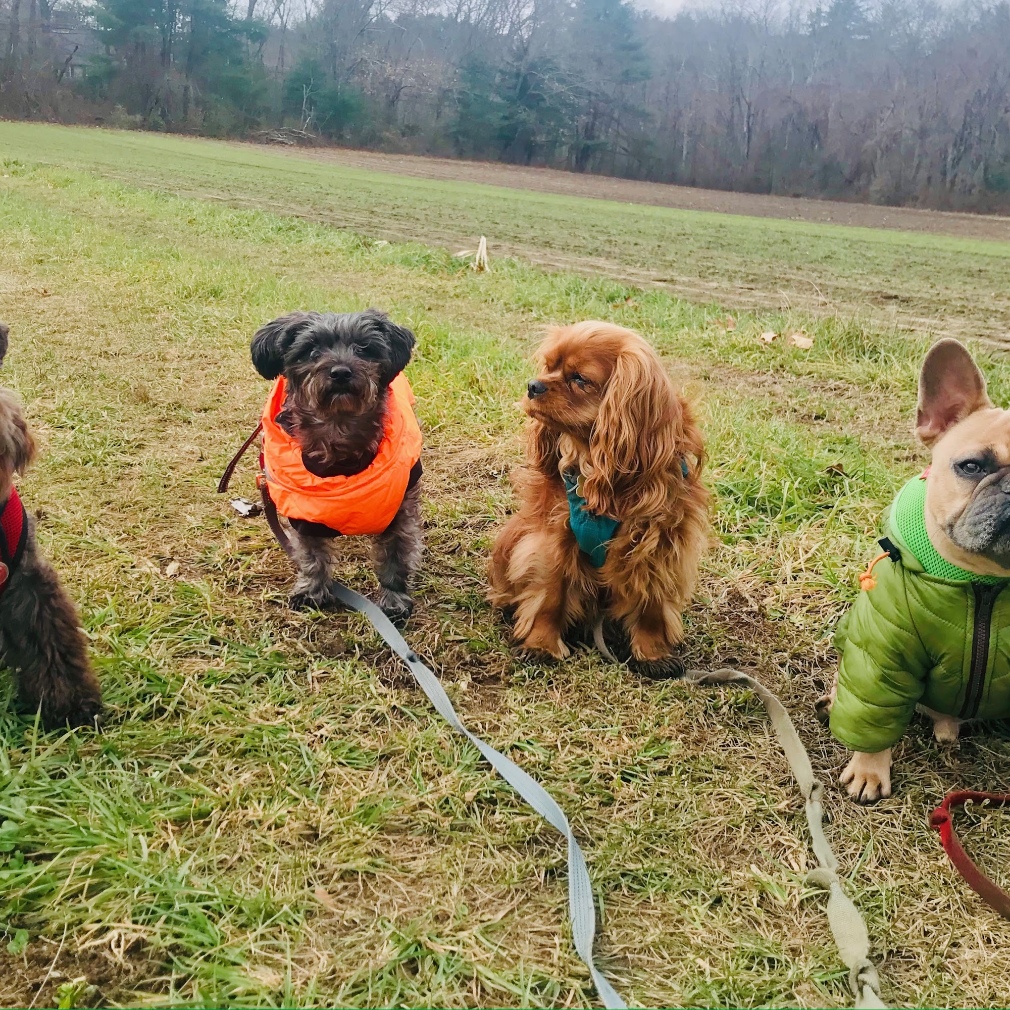 Walk With Bruno Sudbury