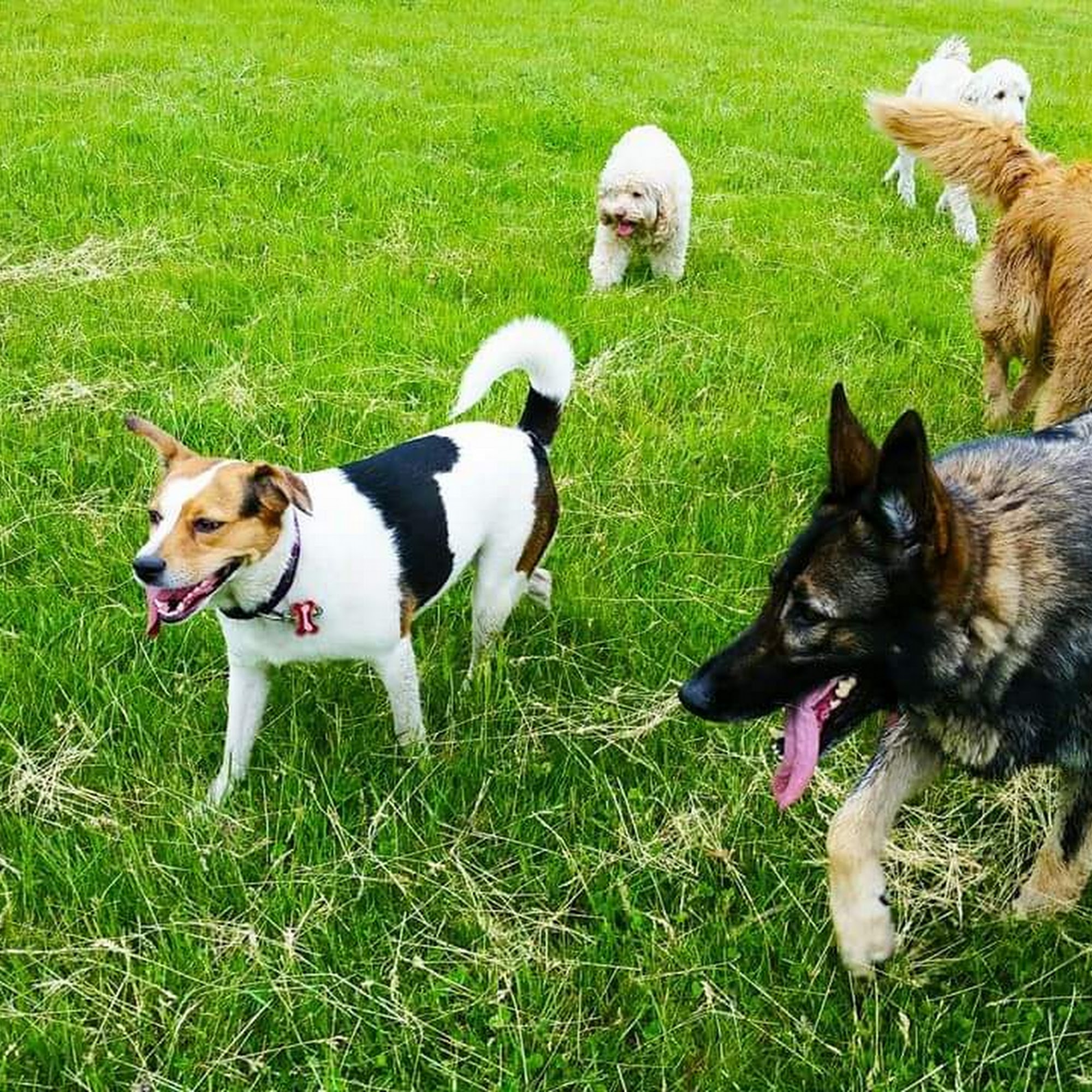 Paws Unleashed Sudbury