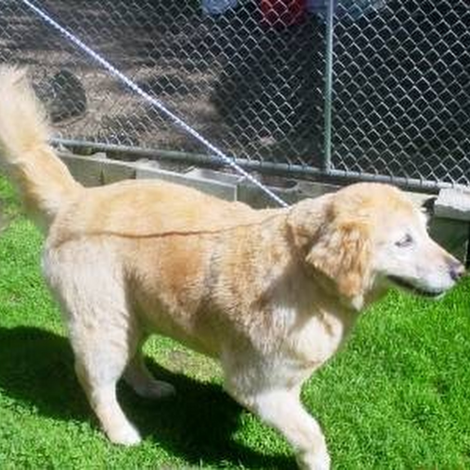 TLC Pet Haven Sutton