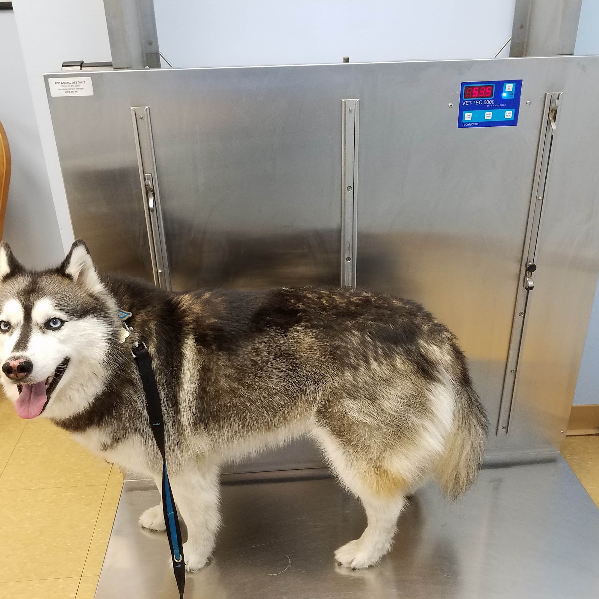 Swansea Veterinary Center Swansea