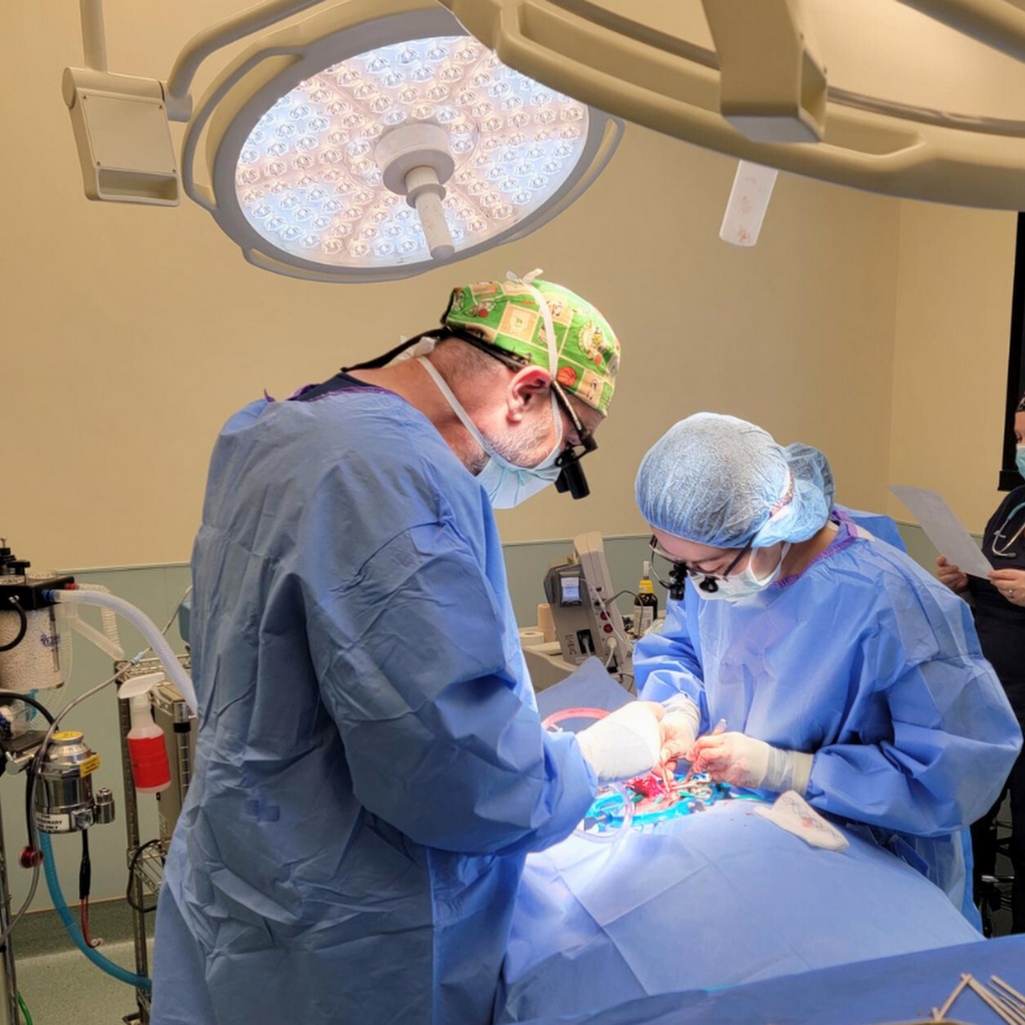 Bay State Veterinary Emergency & Specialty Services Swansea