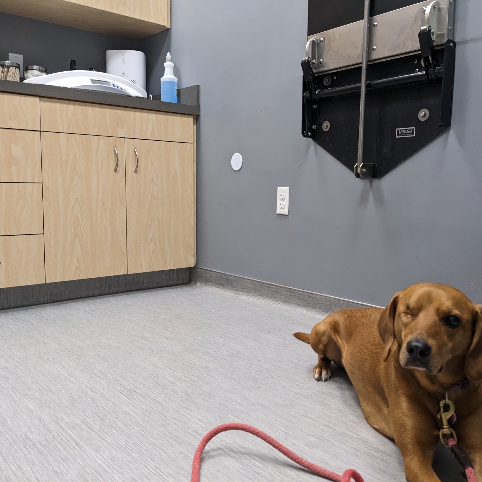 Vitality Veterinary of Swansea Swansea