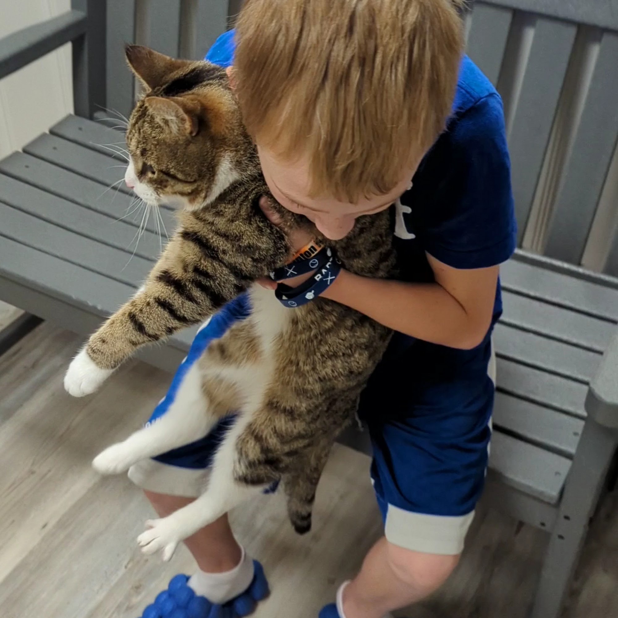 Taunton Cat Hospital Taunton