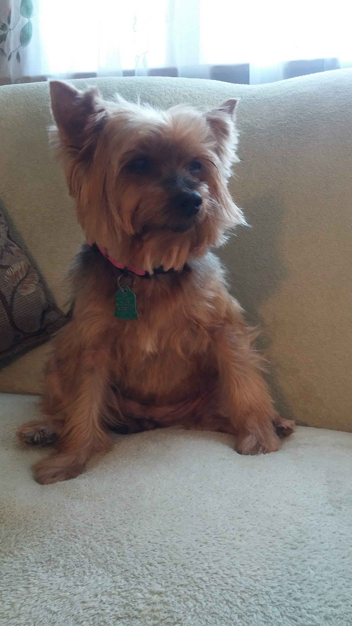 Taunton Animal Hospital Taunton