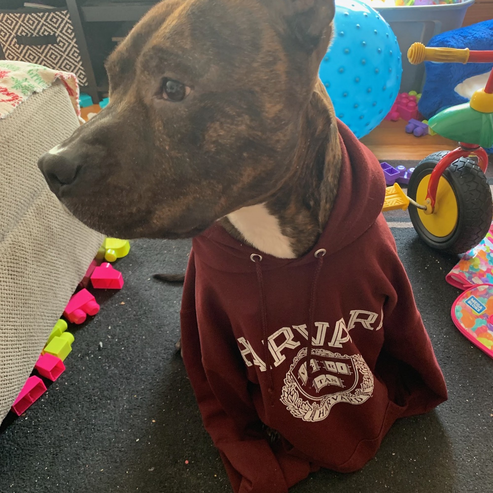 Taunton Animal Hospital Taunton