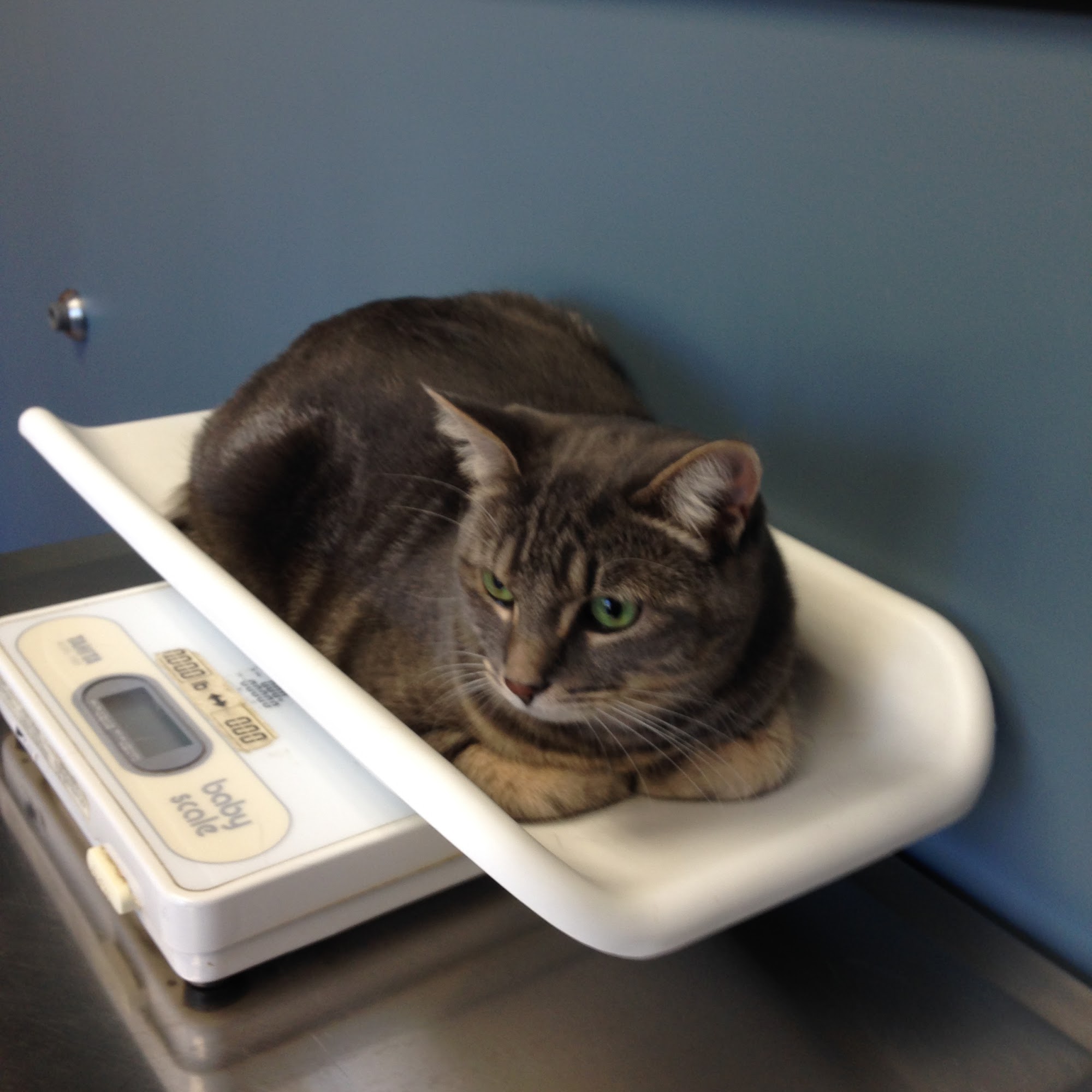 Shawsheen Animal Hospital Tewksbury