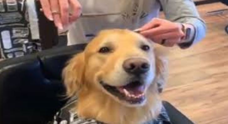 Miss Cindy's Dog Grooming Tewksbury