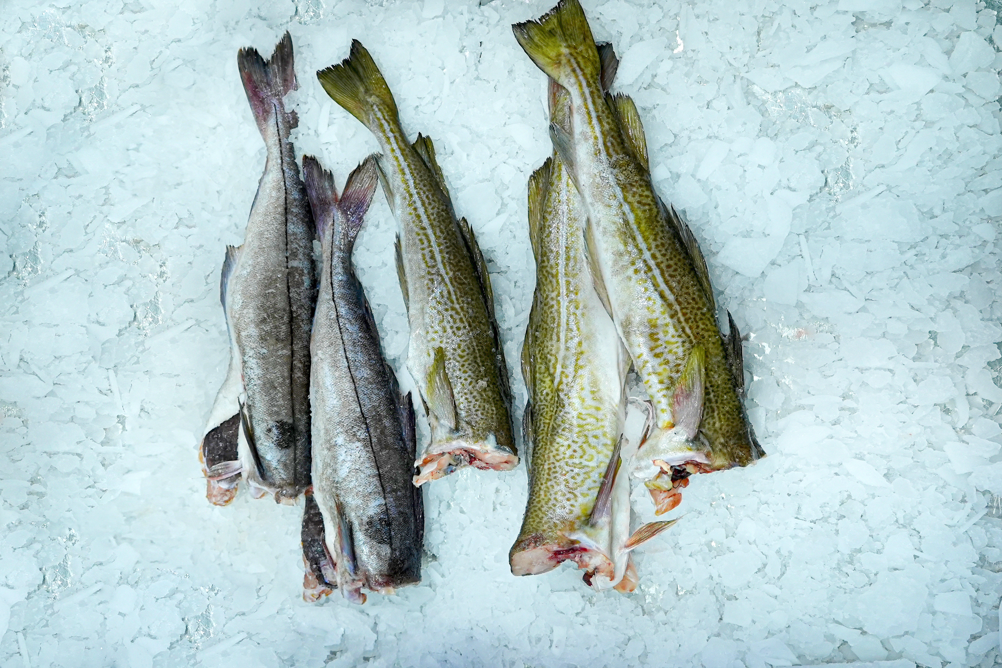 Rainbow Seafoods Inc