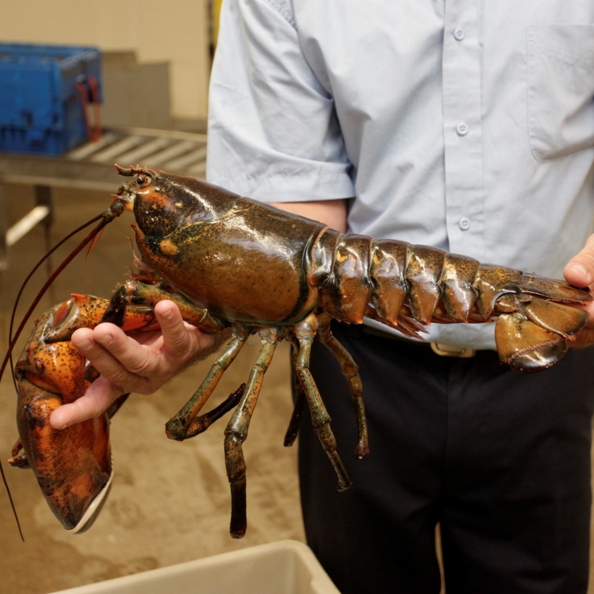 East Coast Seafood Inc Topsfield