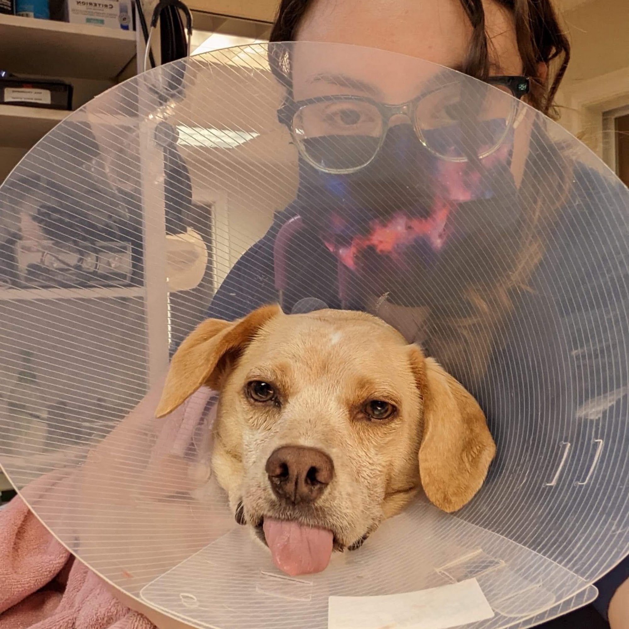 Townsend Veterinary Hospital Townsend