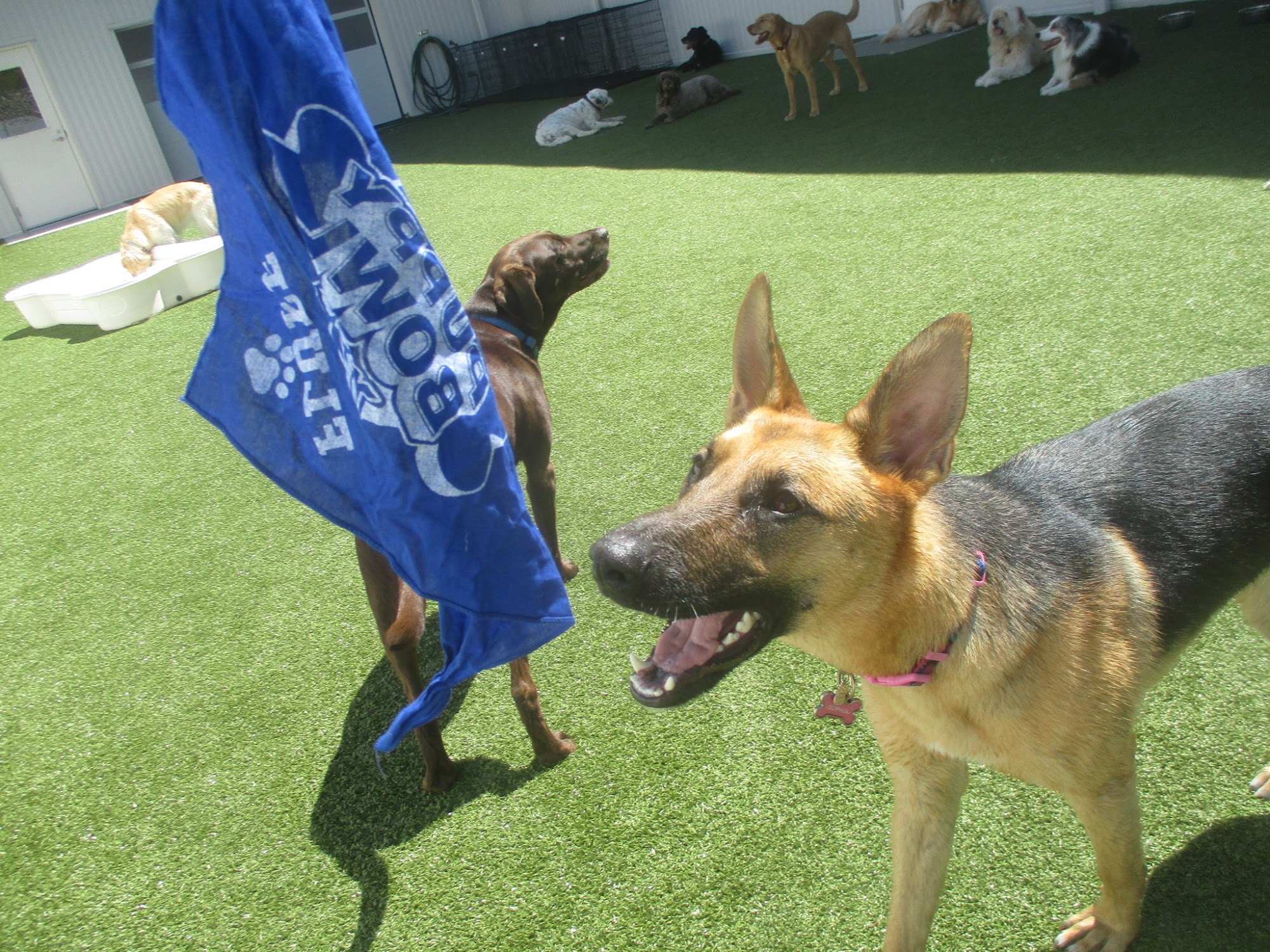 Best Friends Pet Hotel Tyngsborough