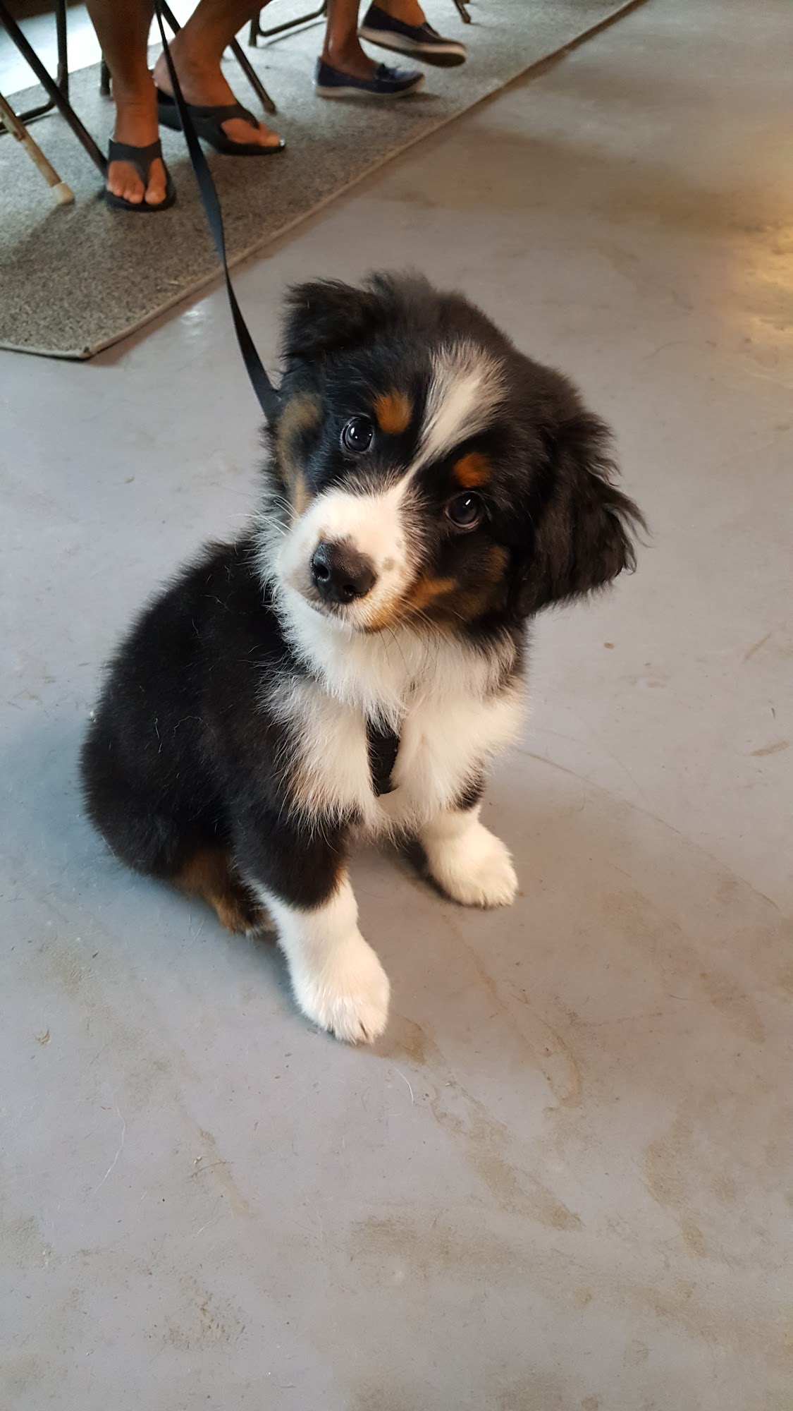 Bob Clarks Dog Training & Doggie Day Care Uxbridge