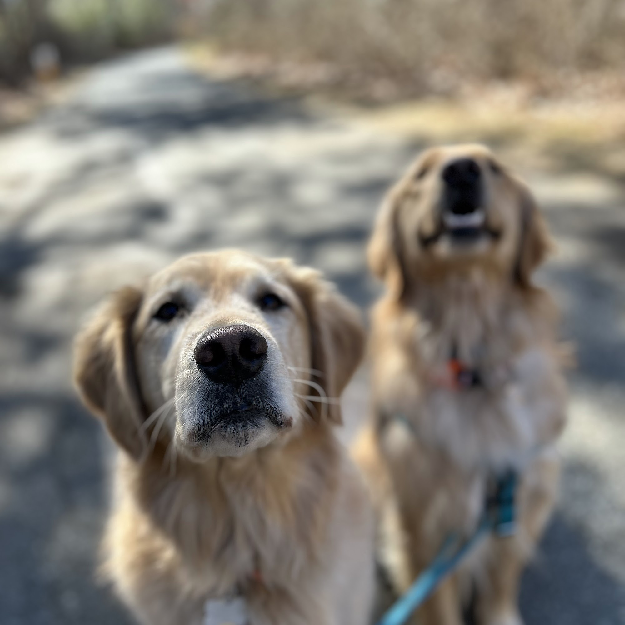 Al Fresco Tails Pet Sitting Vineyard Haven