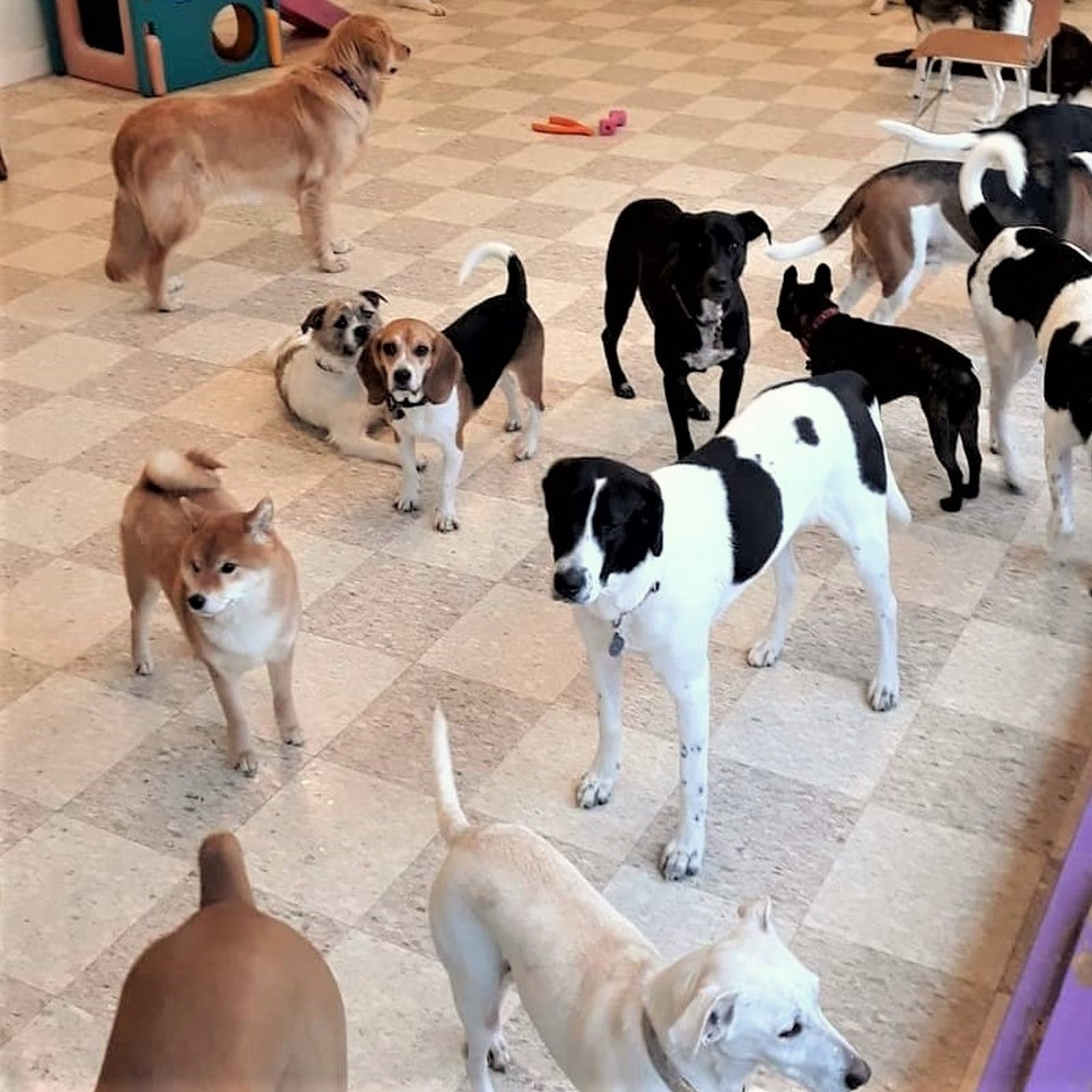 Best Friends Pet Hotel Wakefield