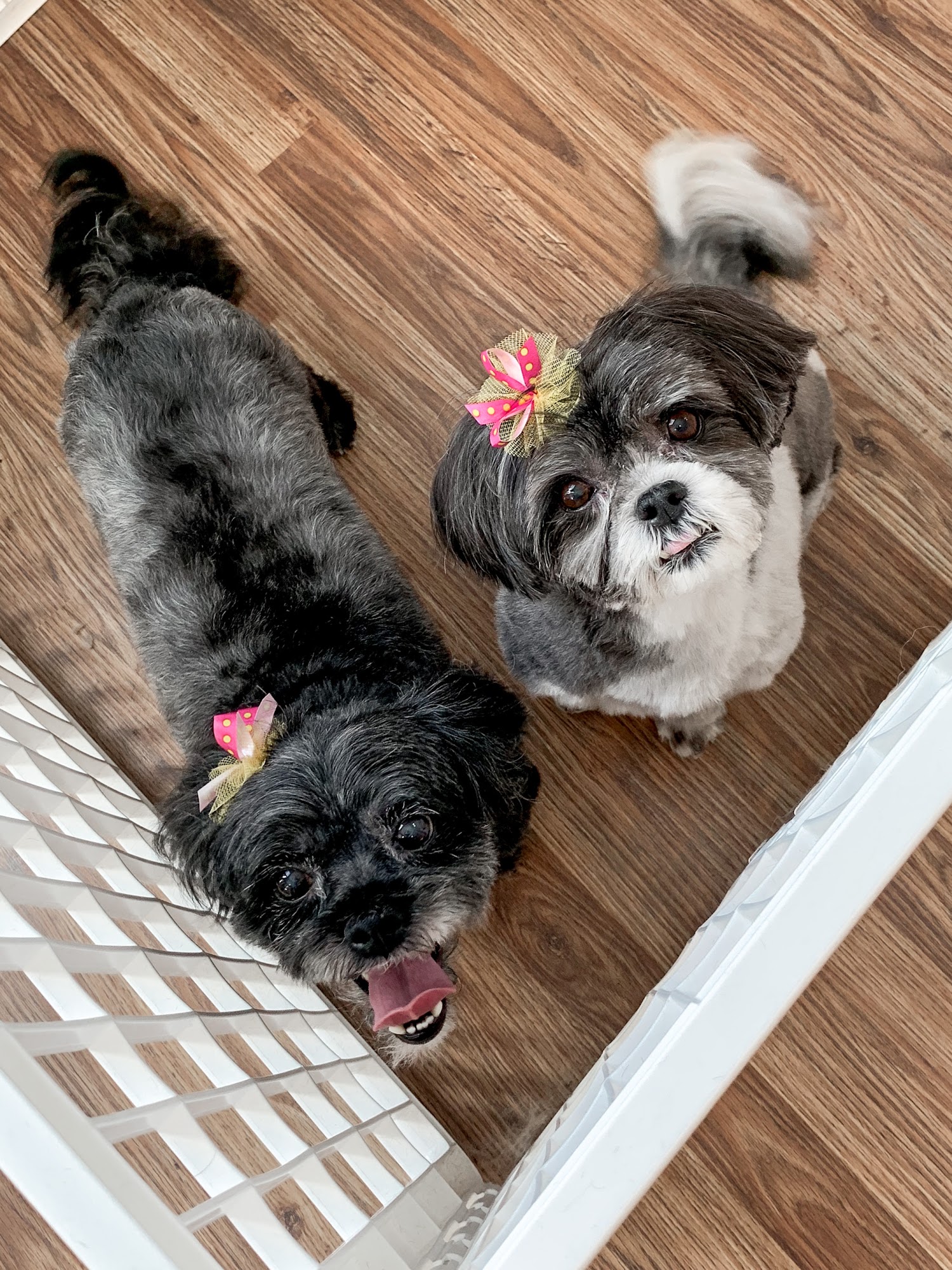 The Canine Coiffure Wakefield