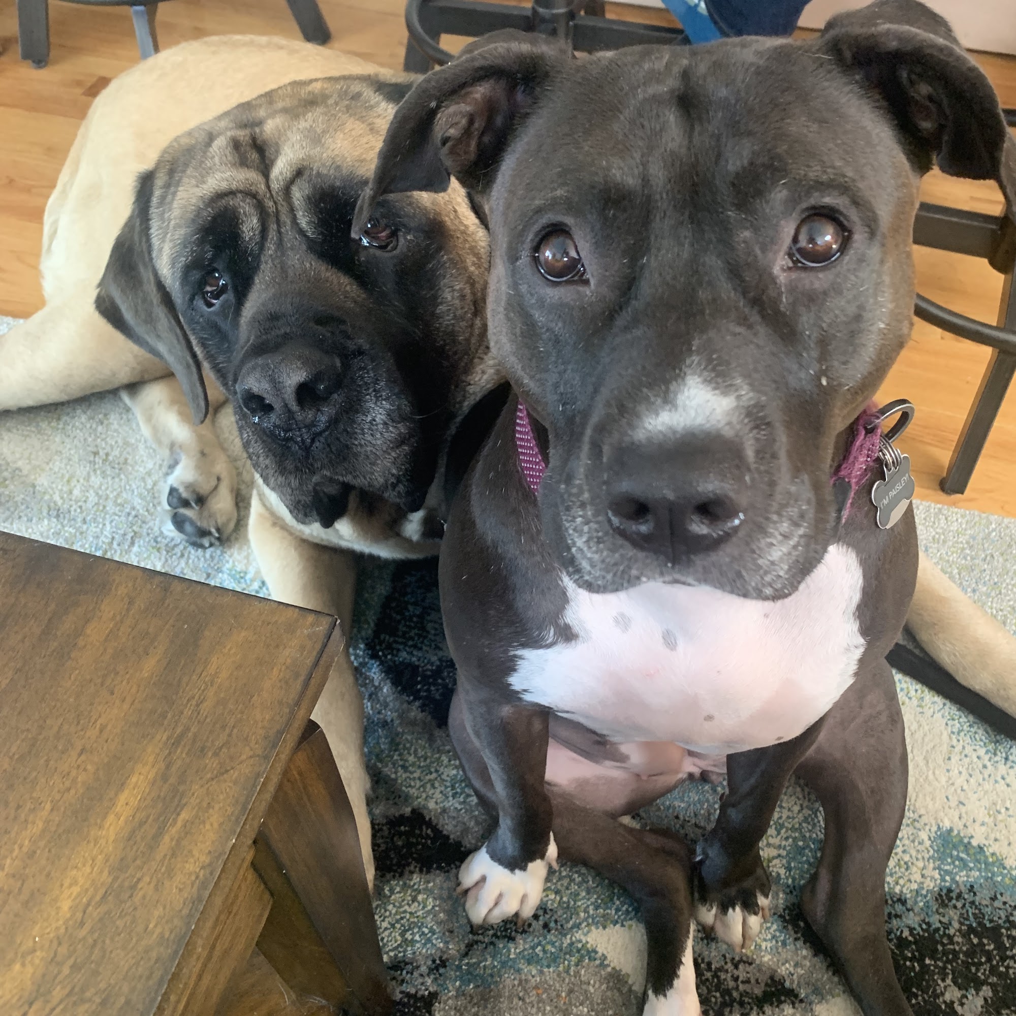 Wakefield Dog Walker Wakefield