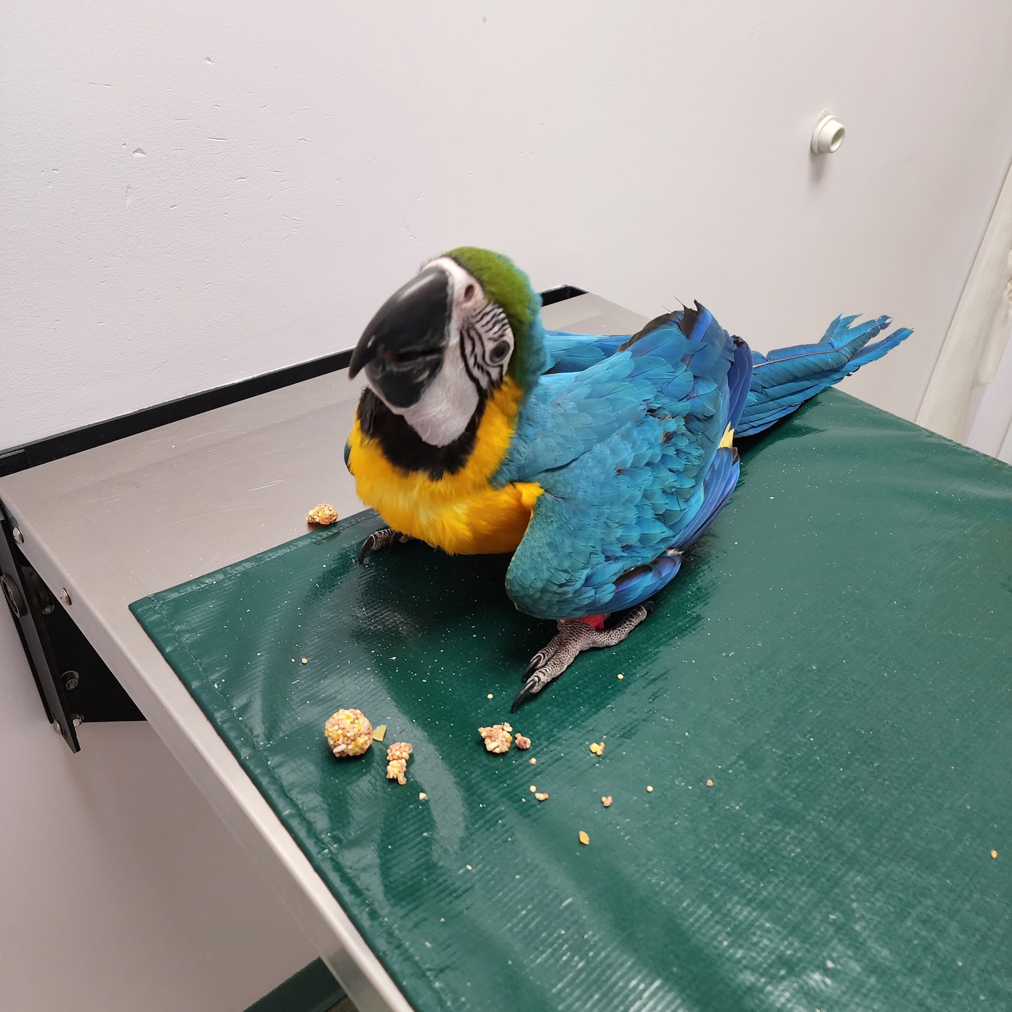 Holmes Family Veterinary Clinic Walpole