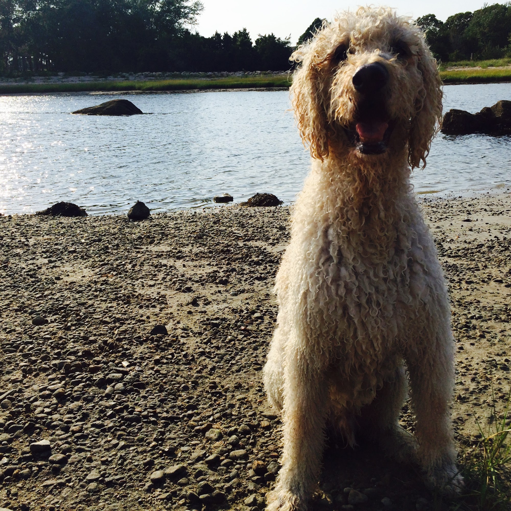 Sterling Impression Animal Rehabilitation Center Walpole