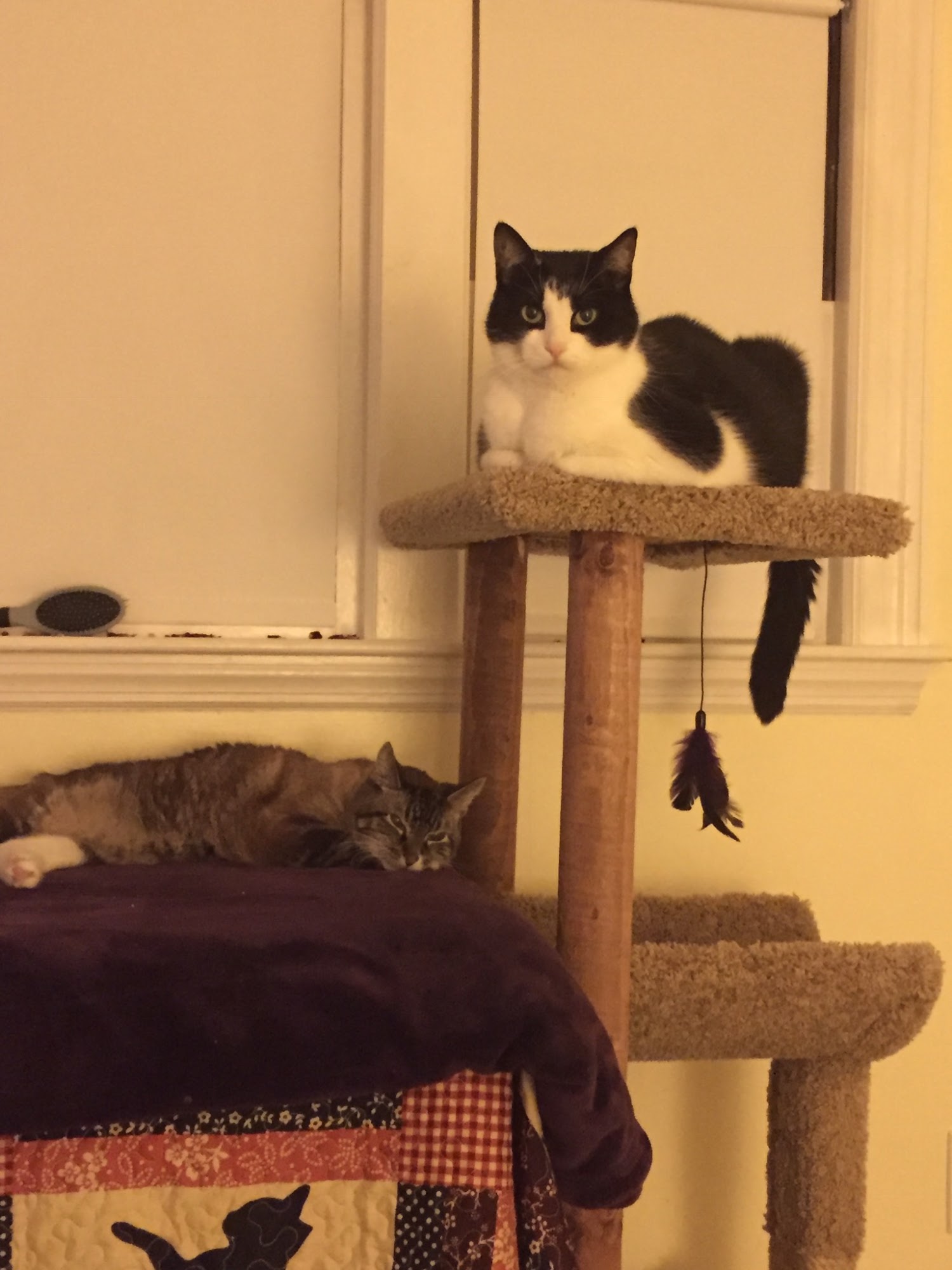 Pet Supplies Plus Waltham Waltham