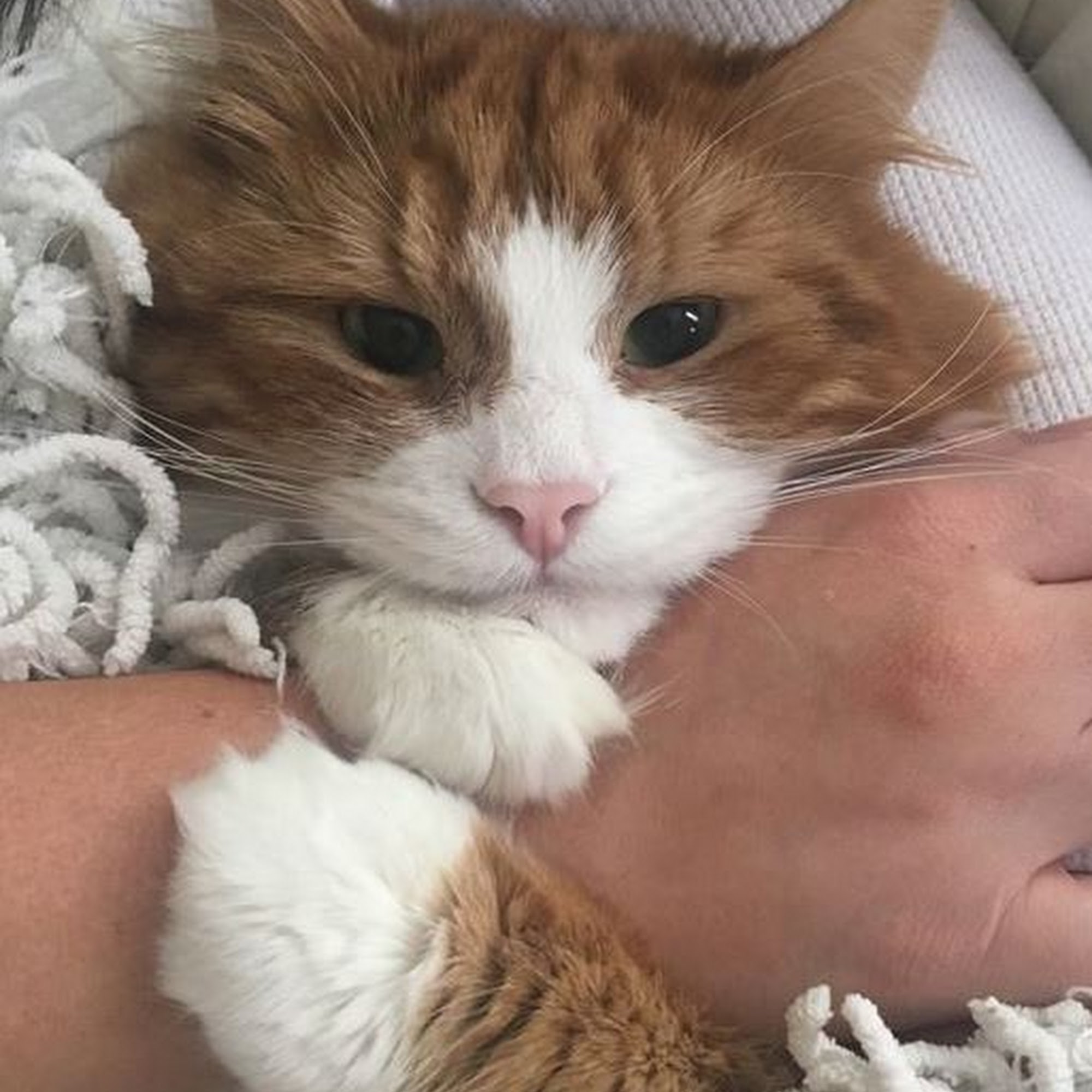 Kindness Animal Hospital Waltham