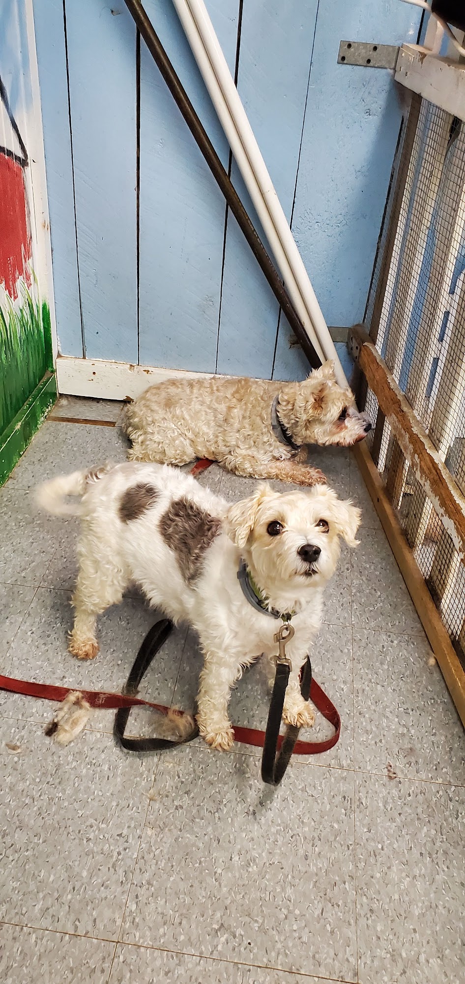 Jacks Are Wild Wareham