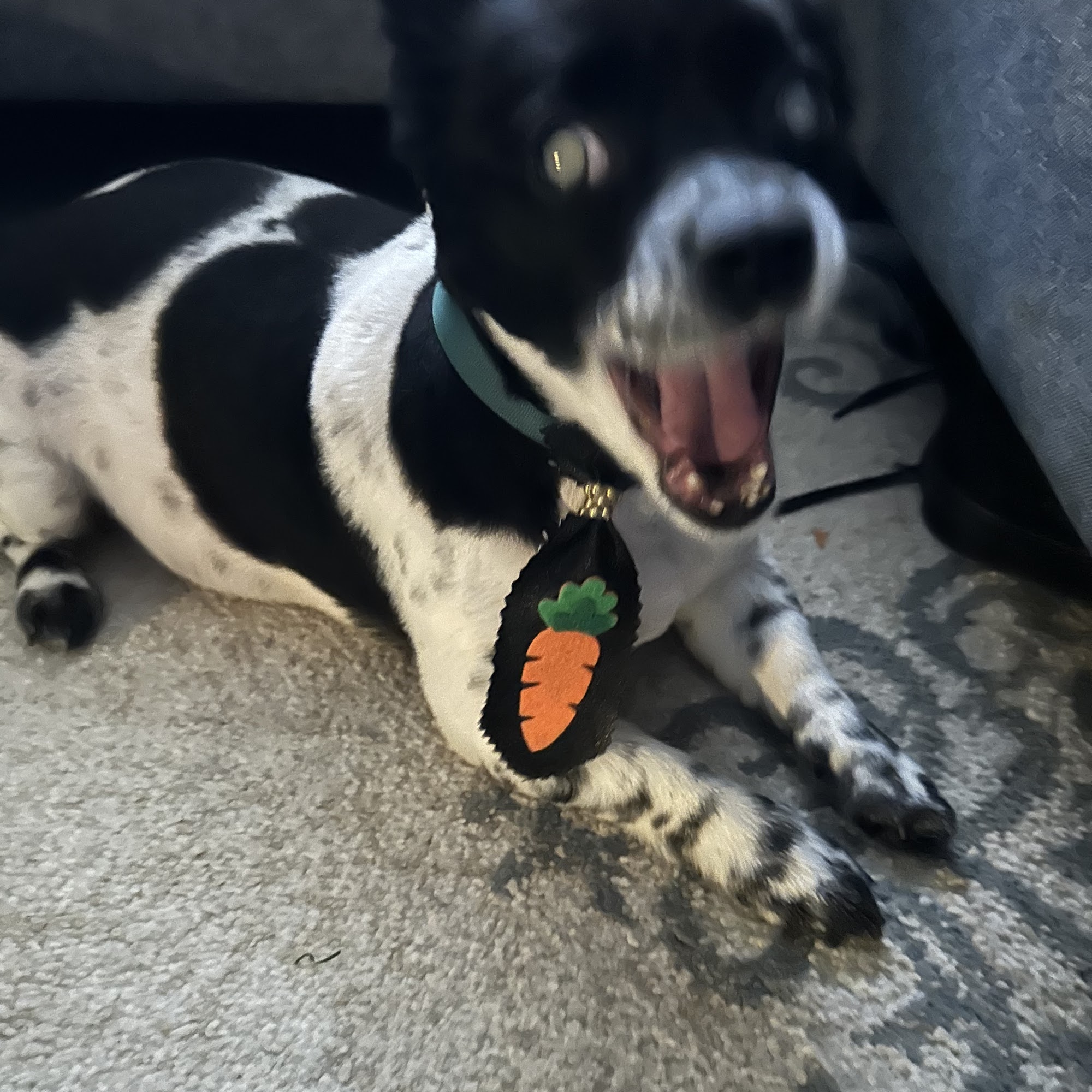 Jacks Are Wild Wareham