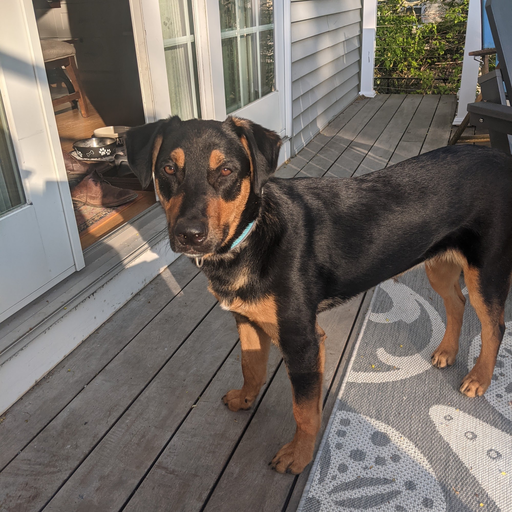 Coastal Canine Daycare Wareham