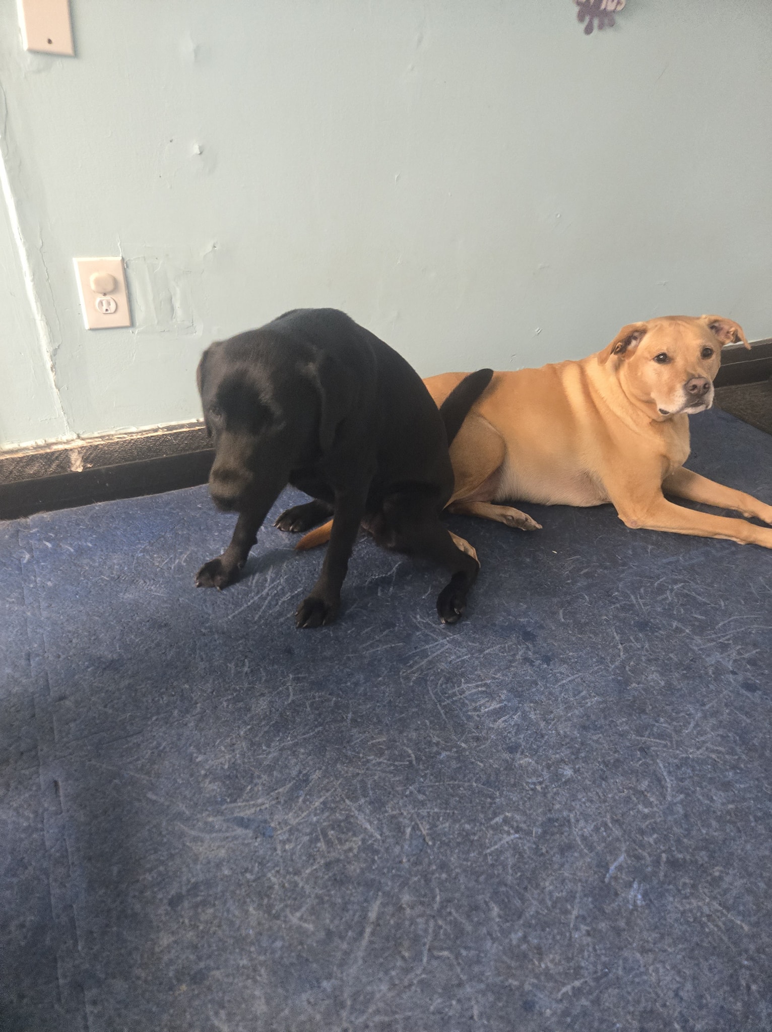 Coastal Canine Daycare Wareham