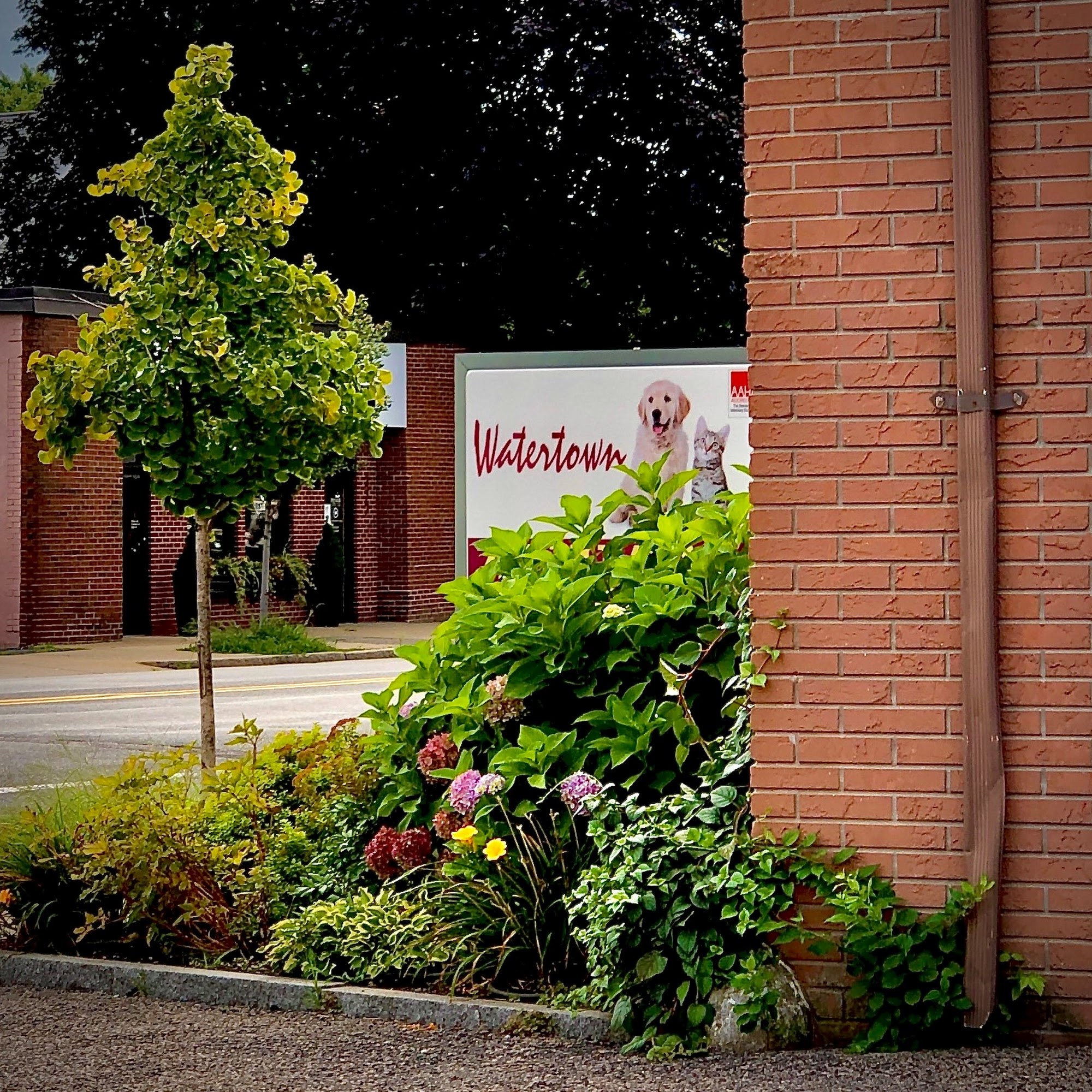 Watertown Animal Hospital Watertown