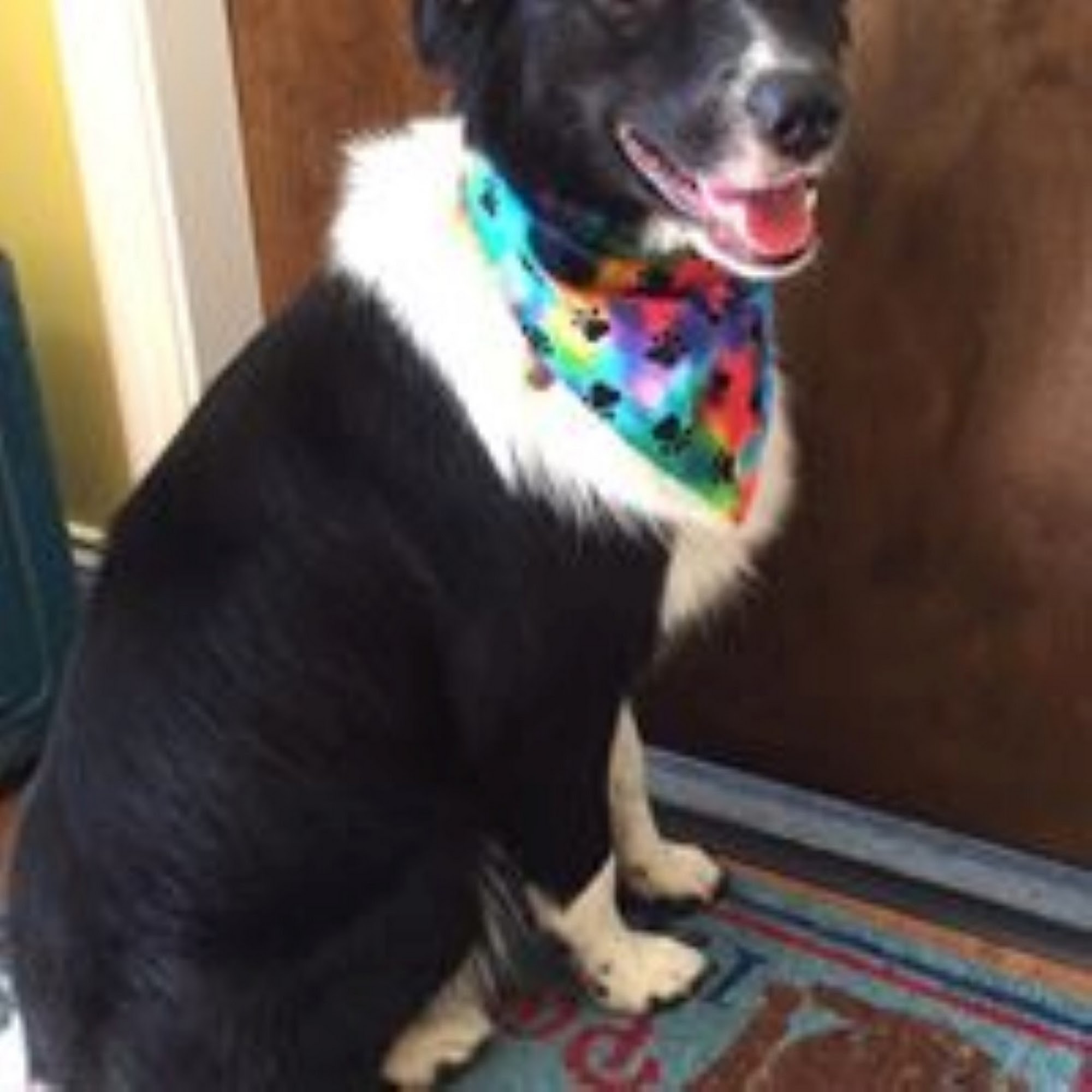 The Wizard Of Pawz Watertown