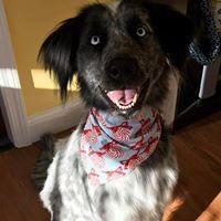 The Wizard Of Pawz Watertown