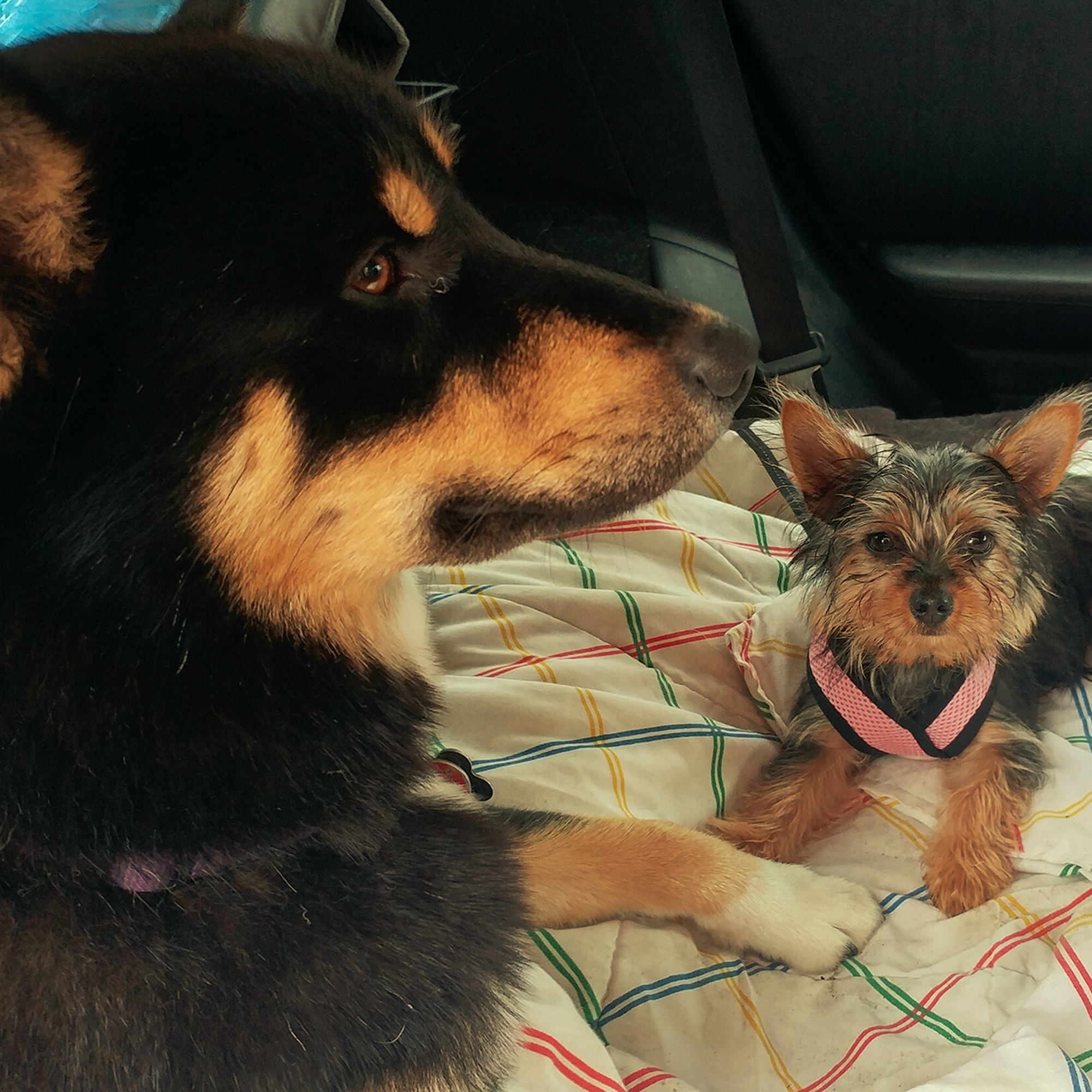 Bark and Purrr Pet Service Watertown