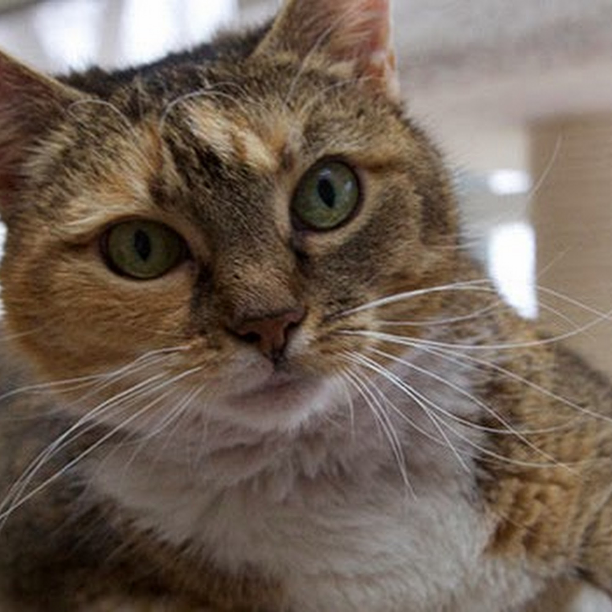 Wayland Animal Clinic Wayland