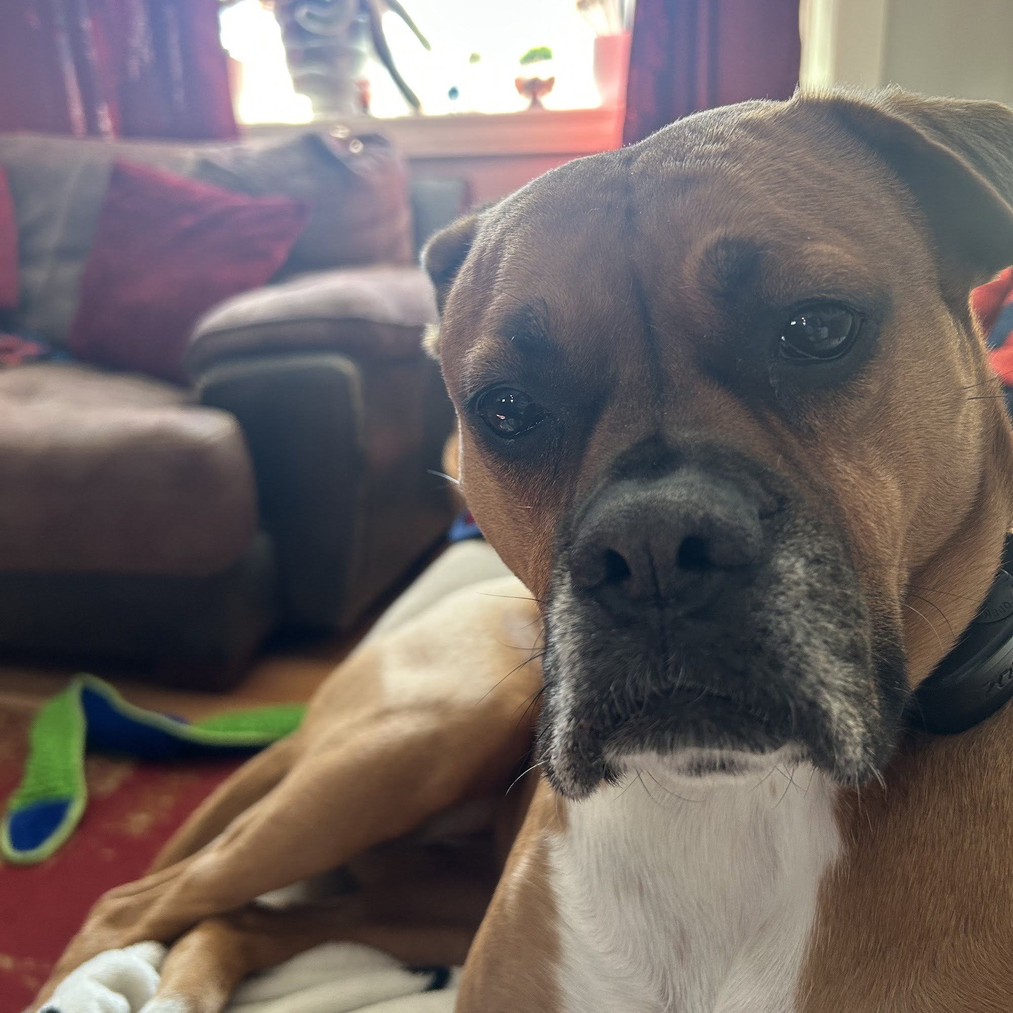 Animal Hospital Of Webster Webster